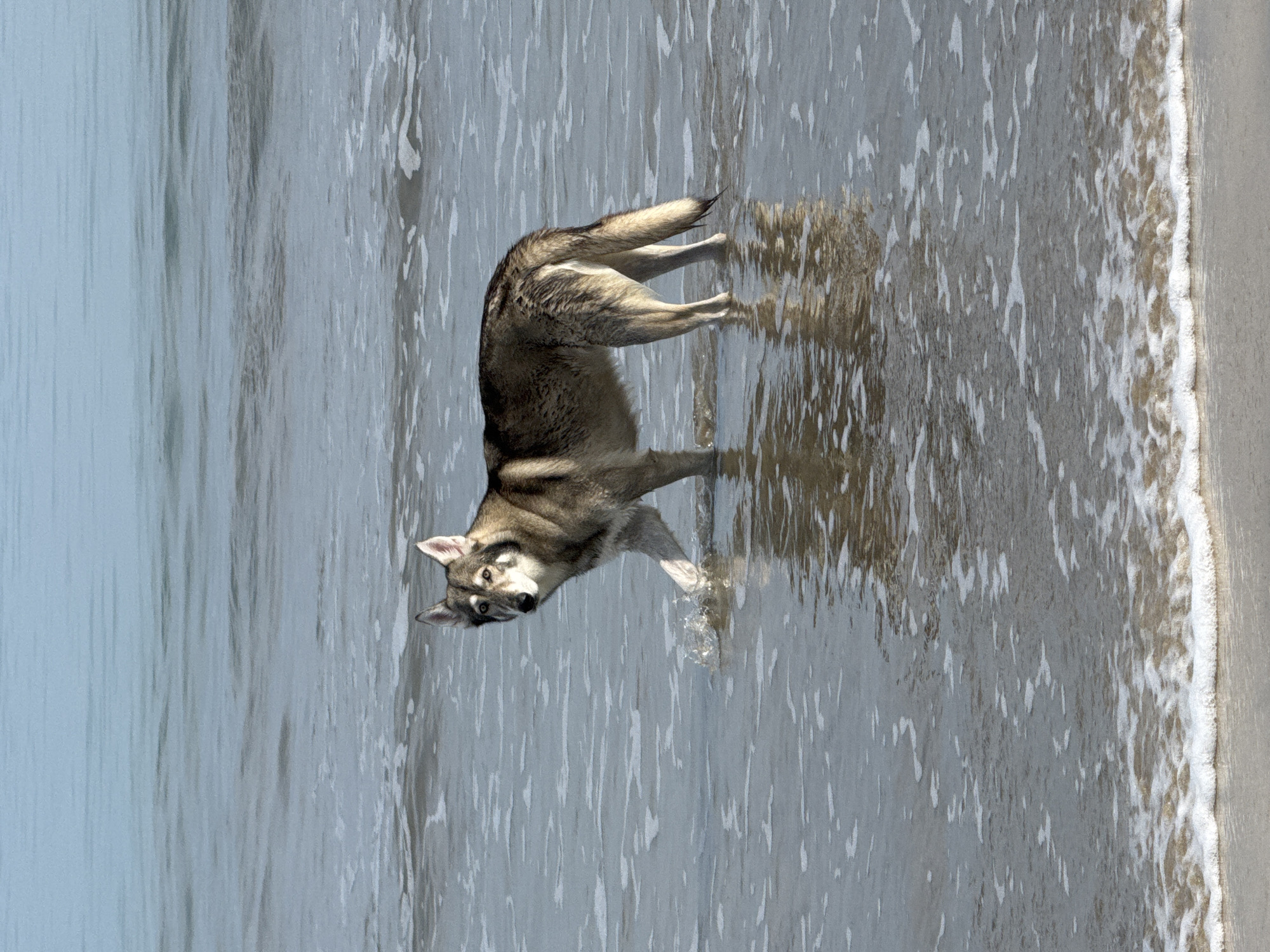 Dog plays in water as beachgoer walks Jimbaran shore