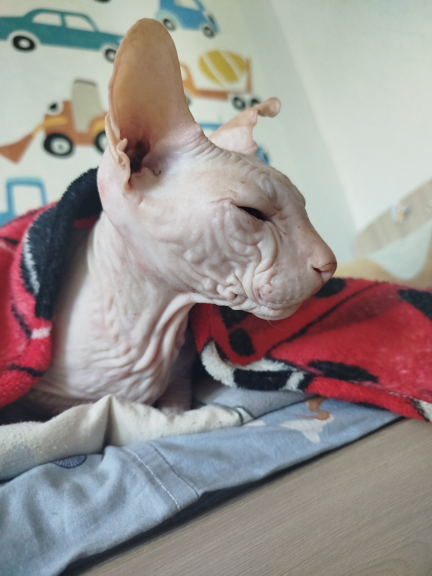 Everyday moments with a Sphynx cat, backyard nature, and street life in Zavodoukovsk