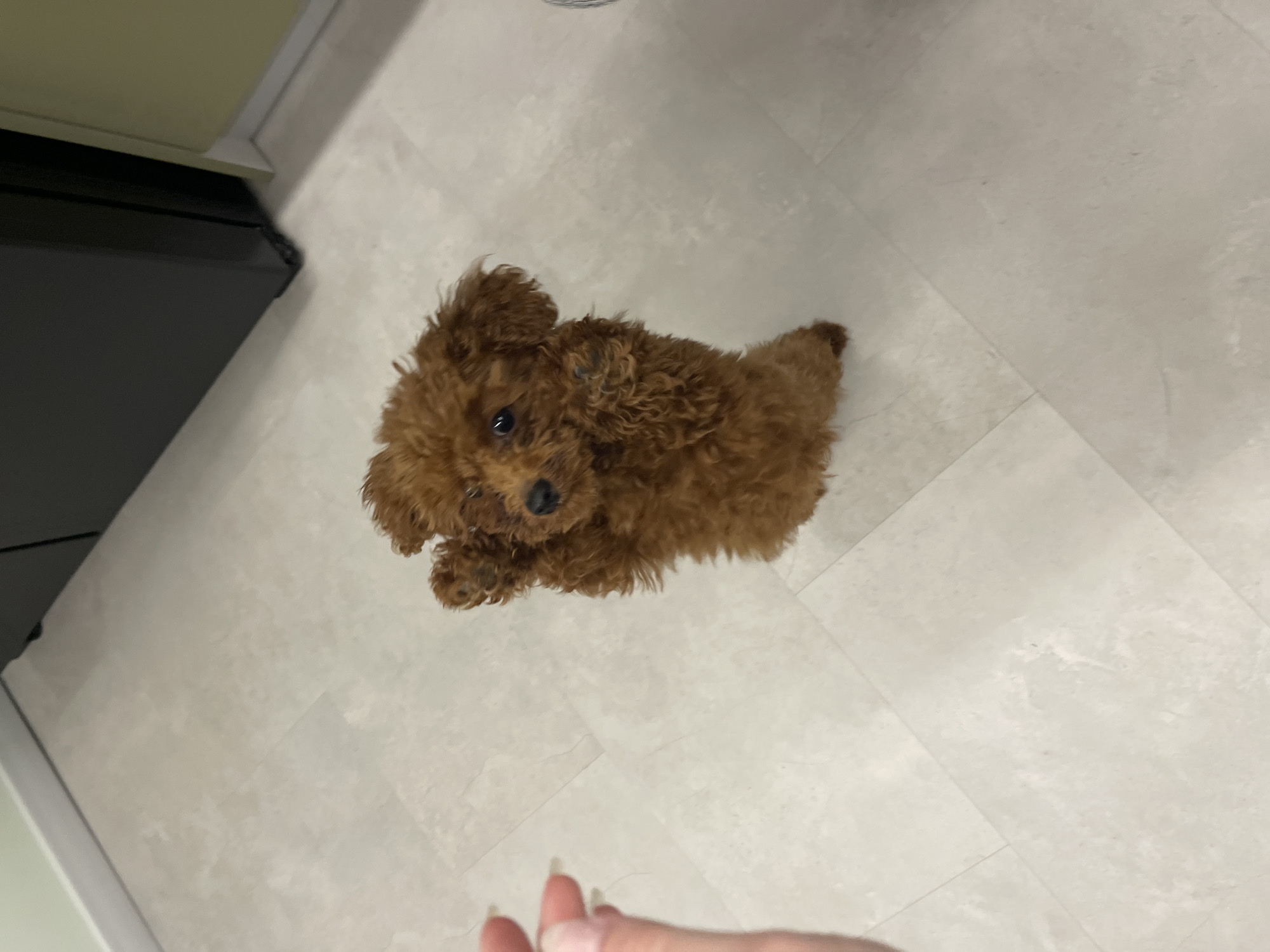 Small brown poodle photographed indoors in Sofia