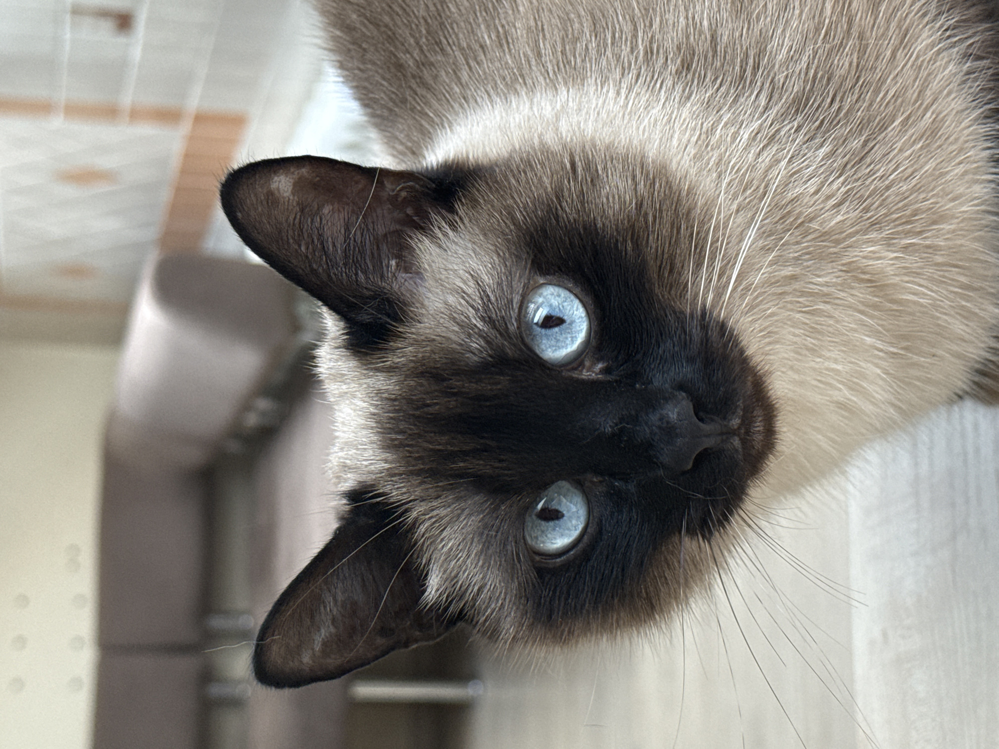 Cats filmed receiving attention in early morning Chaikovsky encounter