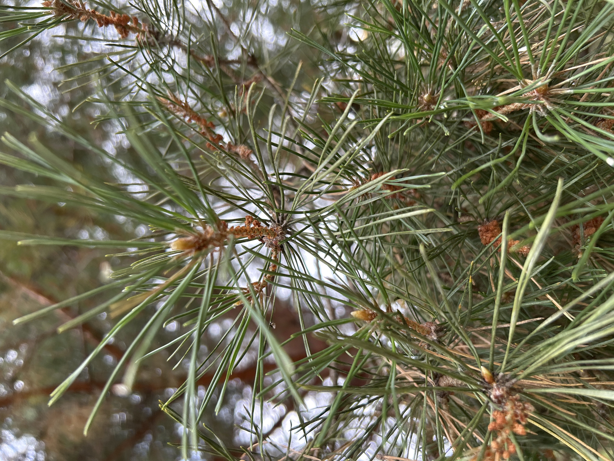 Pine branches and elevator selfie, Uzhhorod summer morning