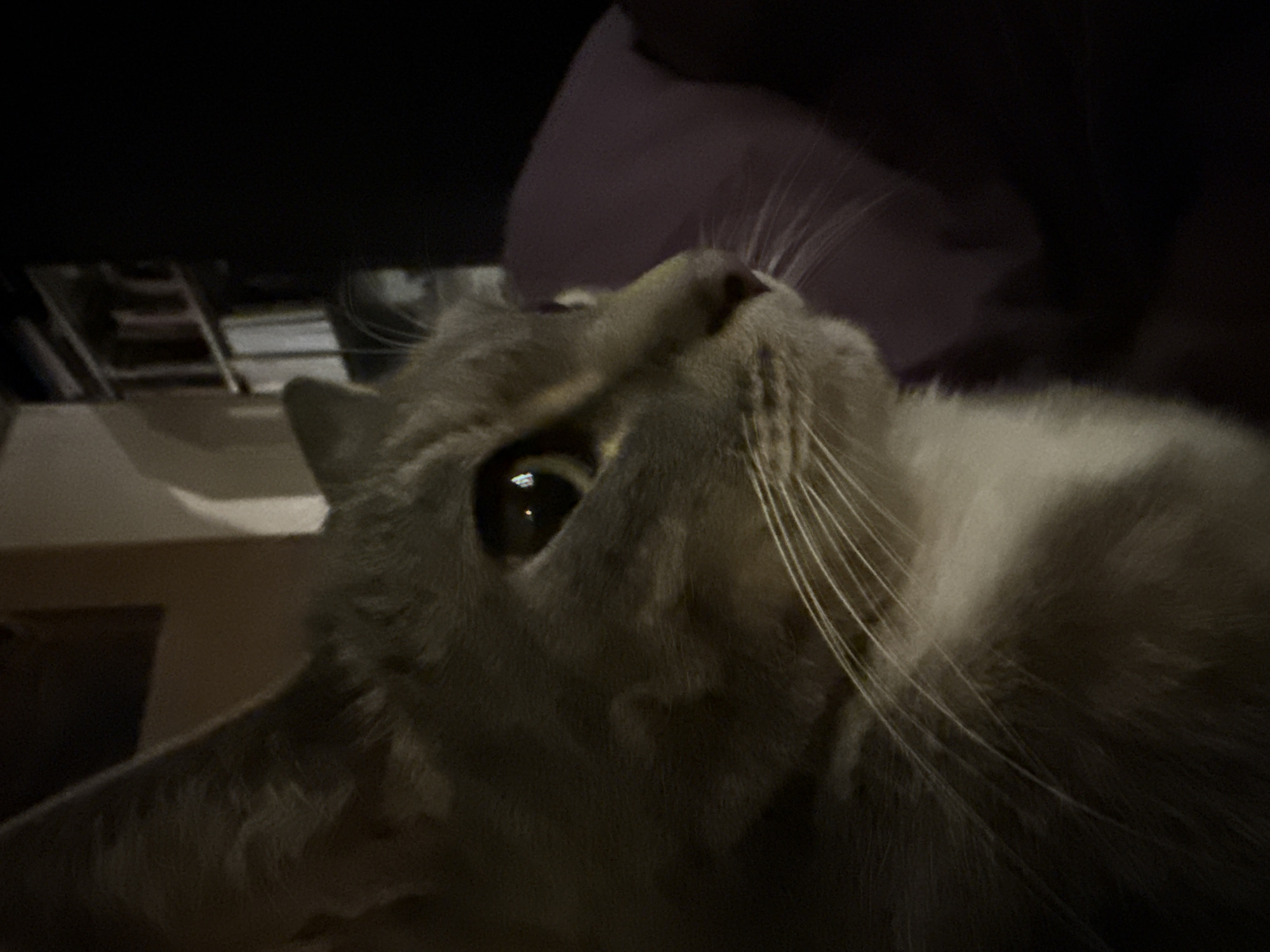 Cat photographed in close-up in Reutov, Russia