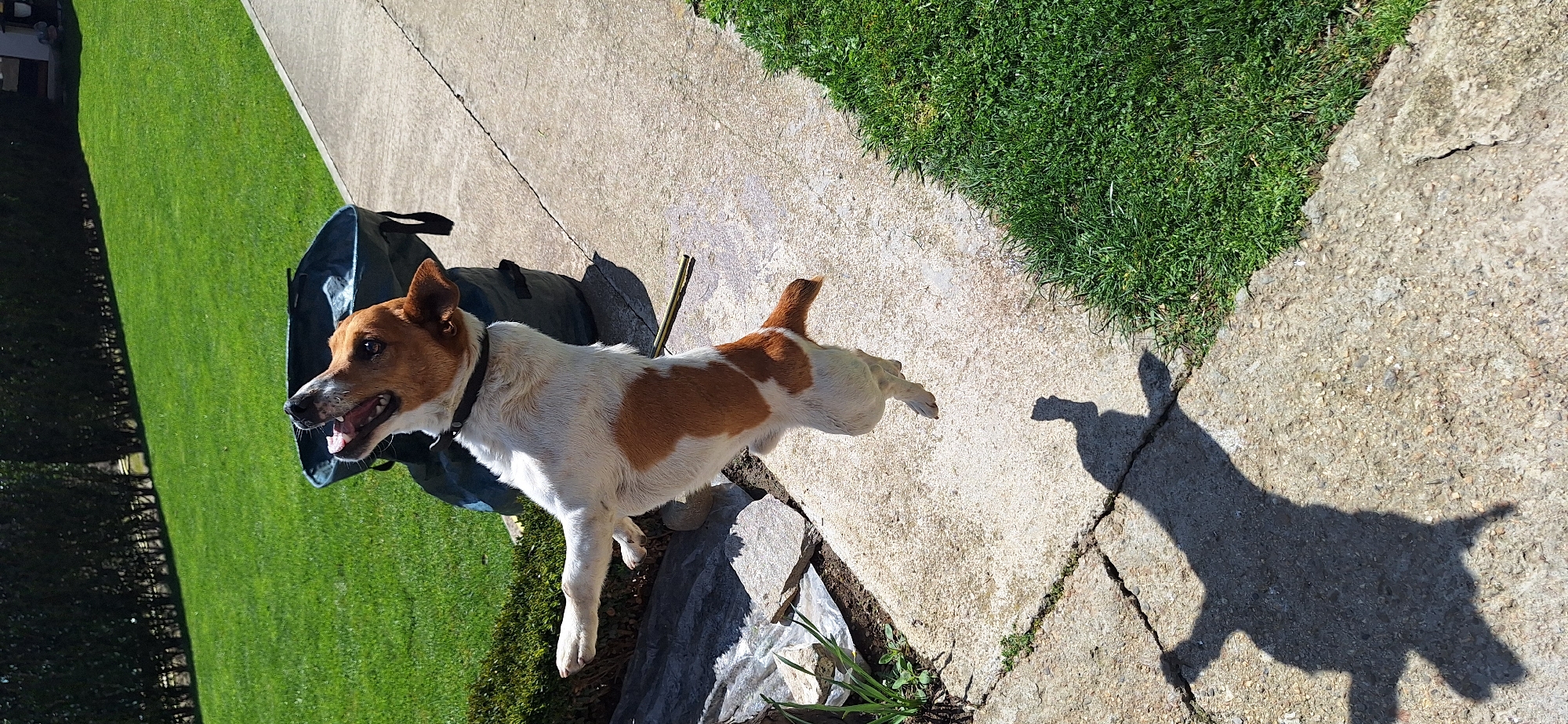 Jack Russell Terrier plays with ball in Bulgarian village