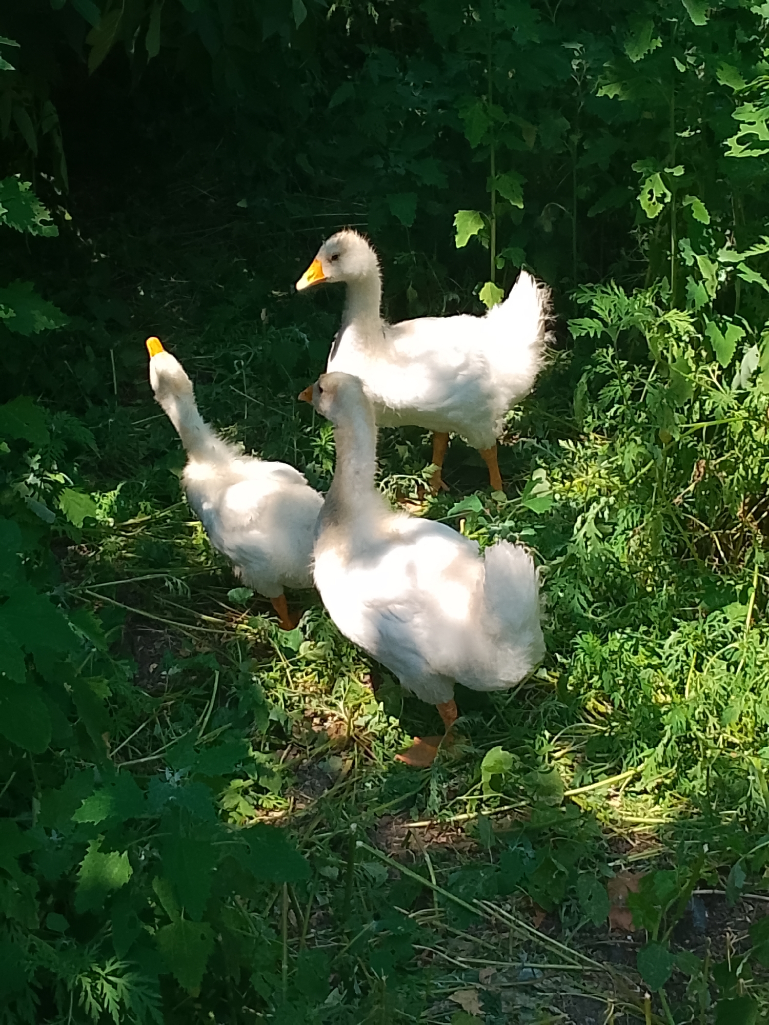 Geese, garden flowers, and random household items