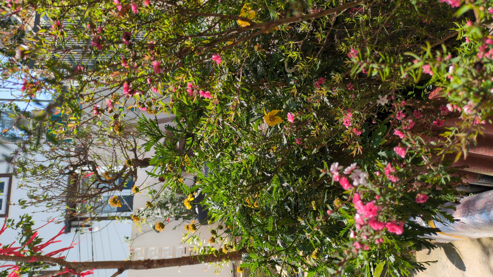 Daily life glimpses captured in Da Lat, Vietnam
