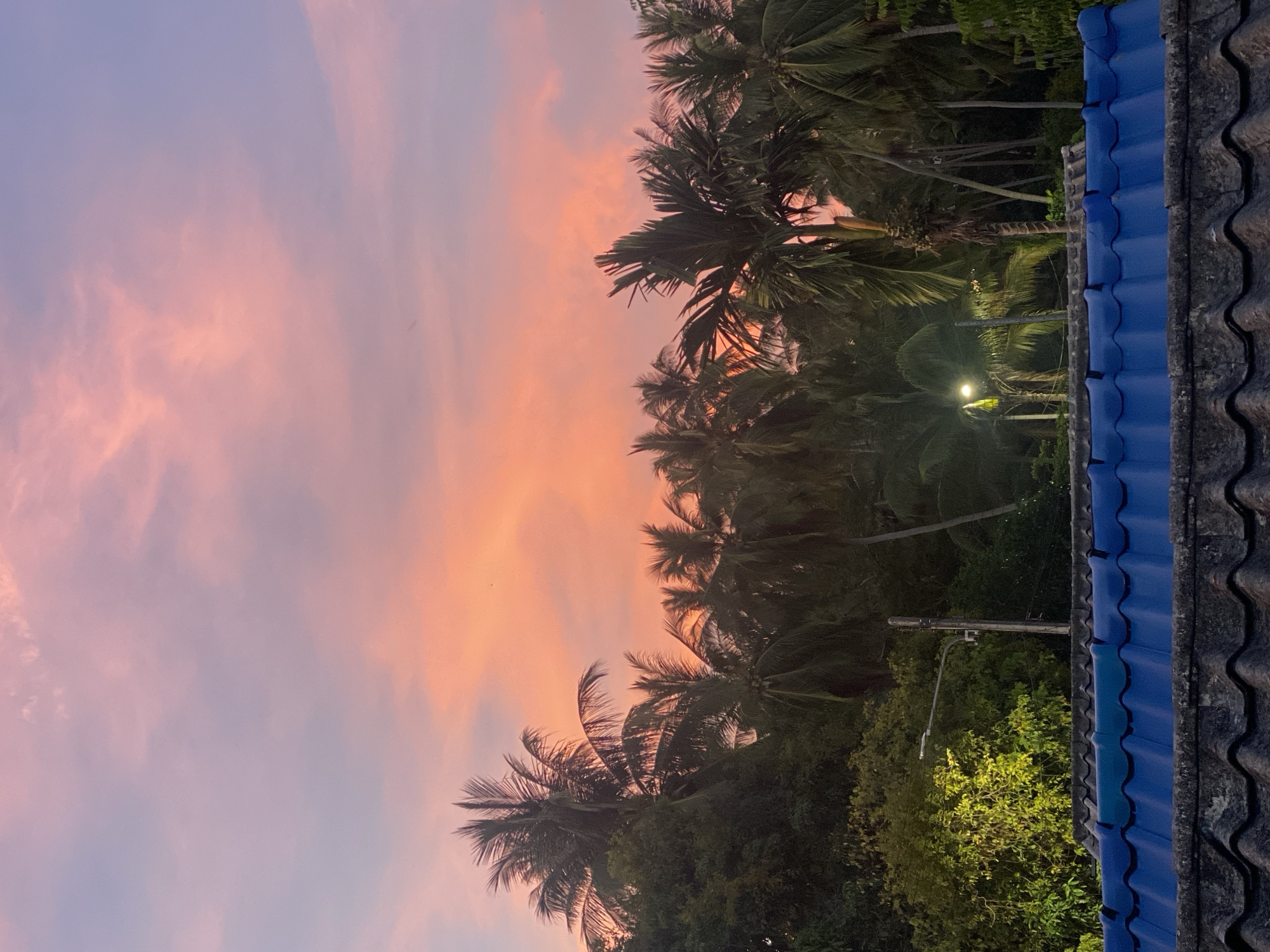 Sunset documented through palm trees in Baan Kai, Thailand