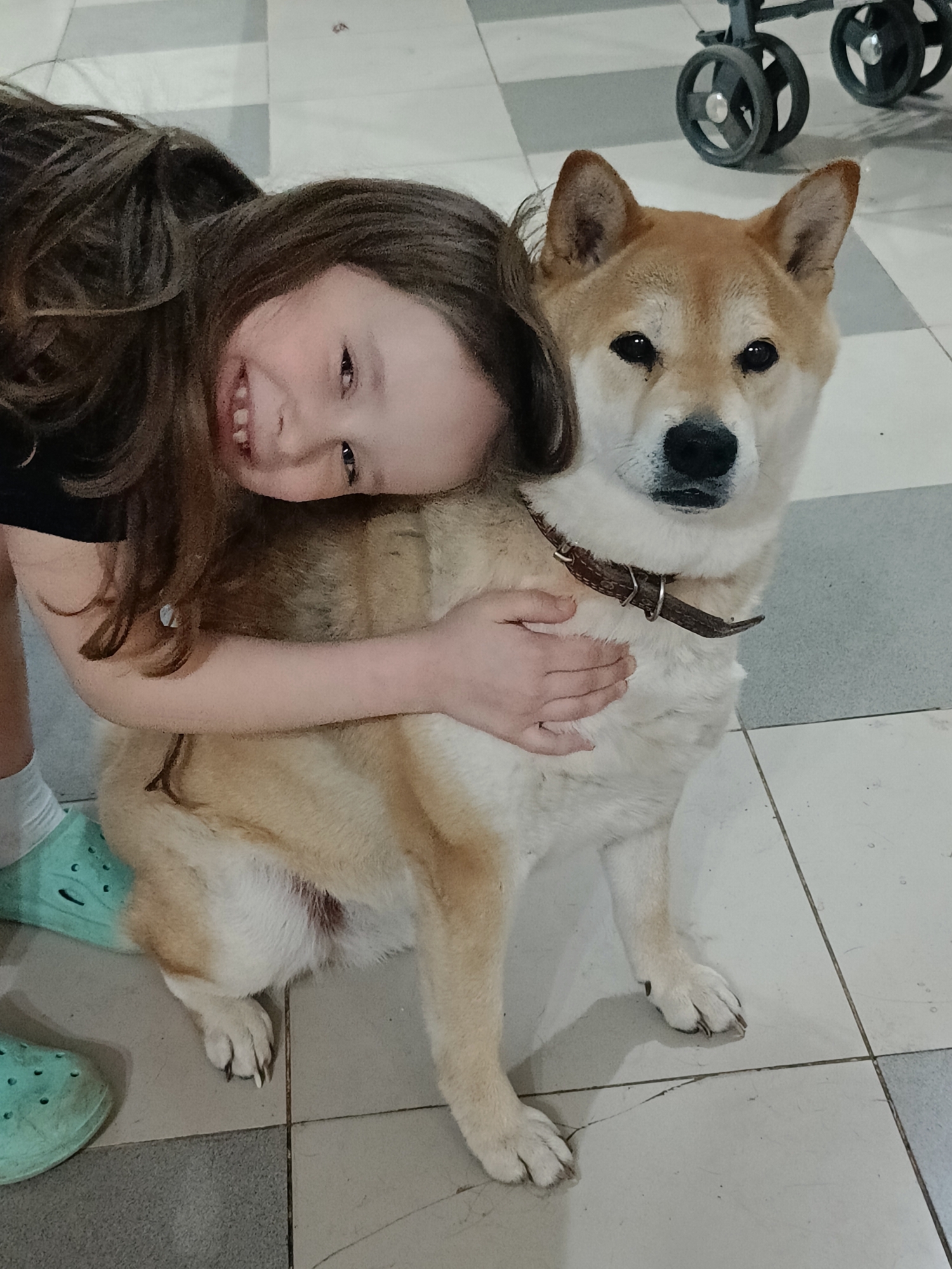 Girl plays with Shiba Inu dog at home