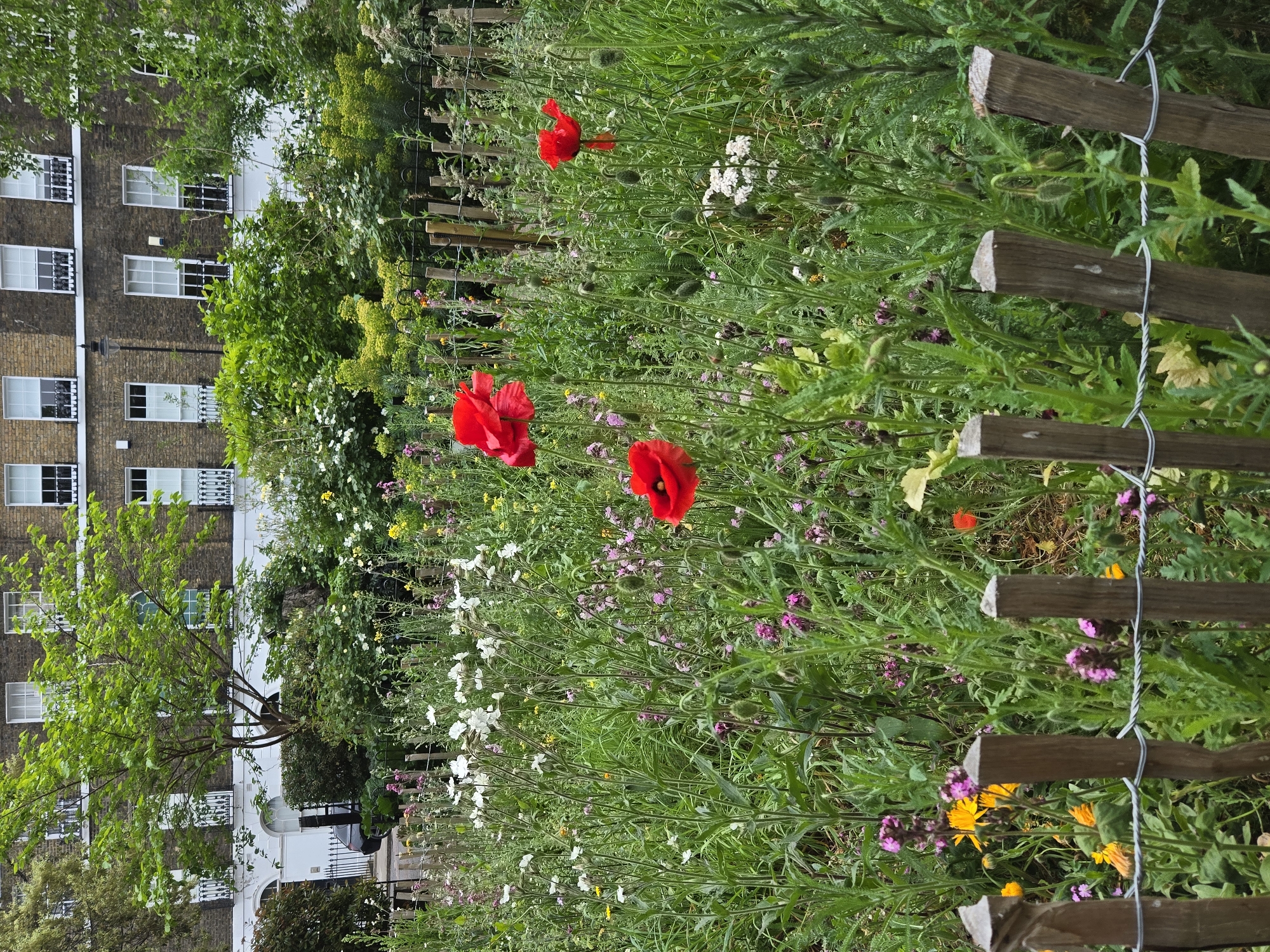 London canal community garden documented by witnesses