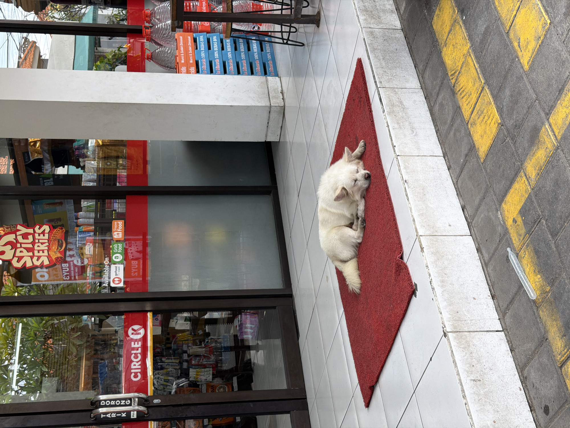 White dog naps outside a Circle K in Mengwi