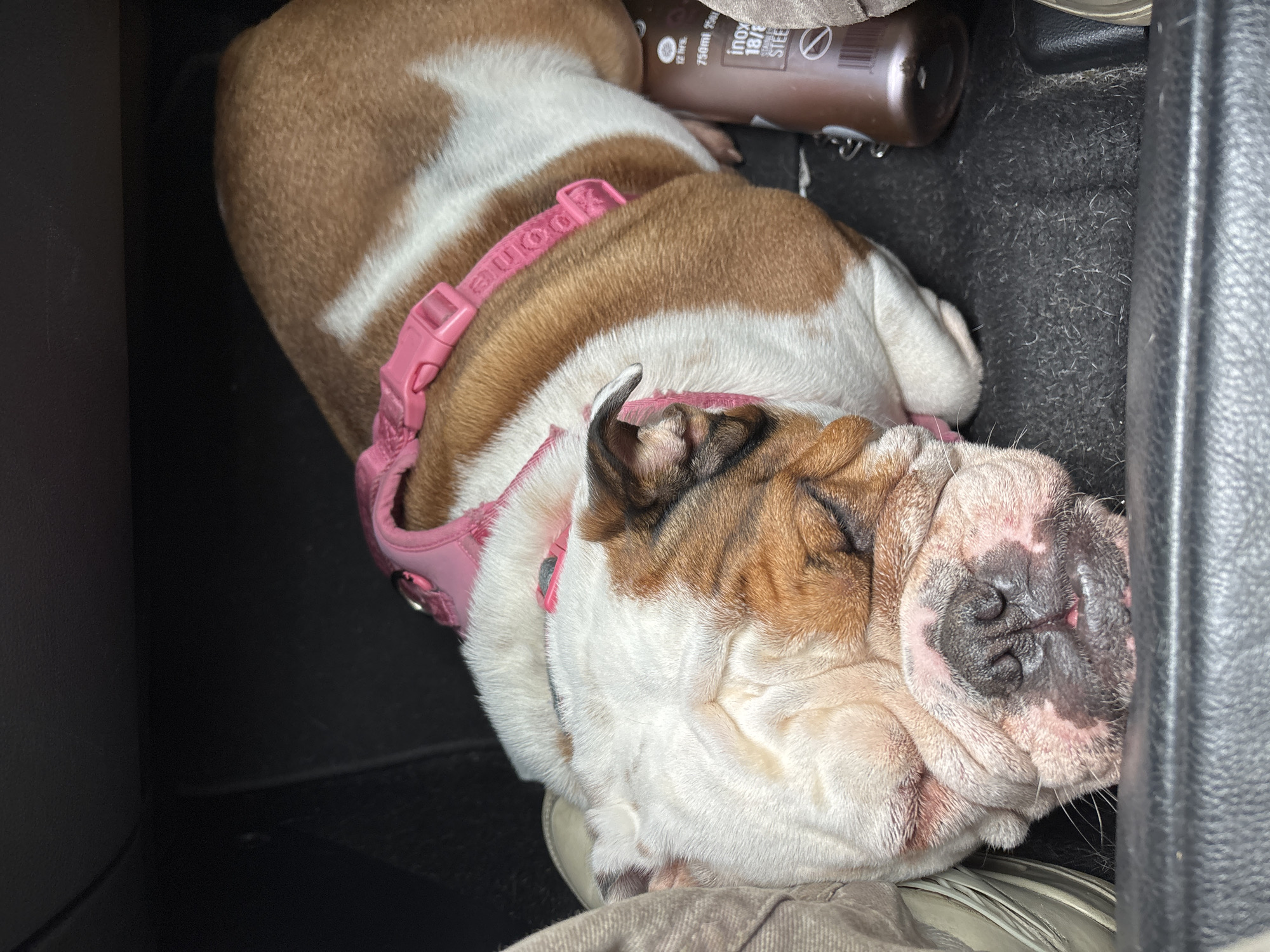 Bulldog sleeps in car with pink harness in Mexico