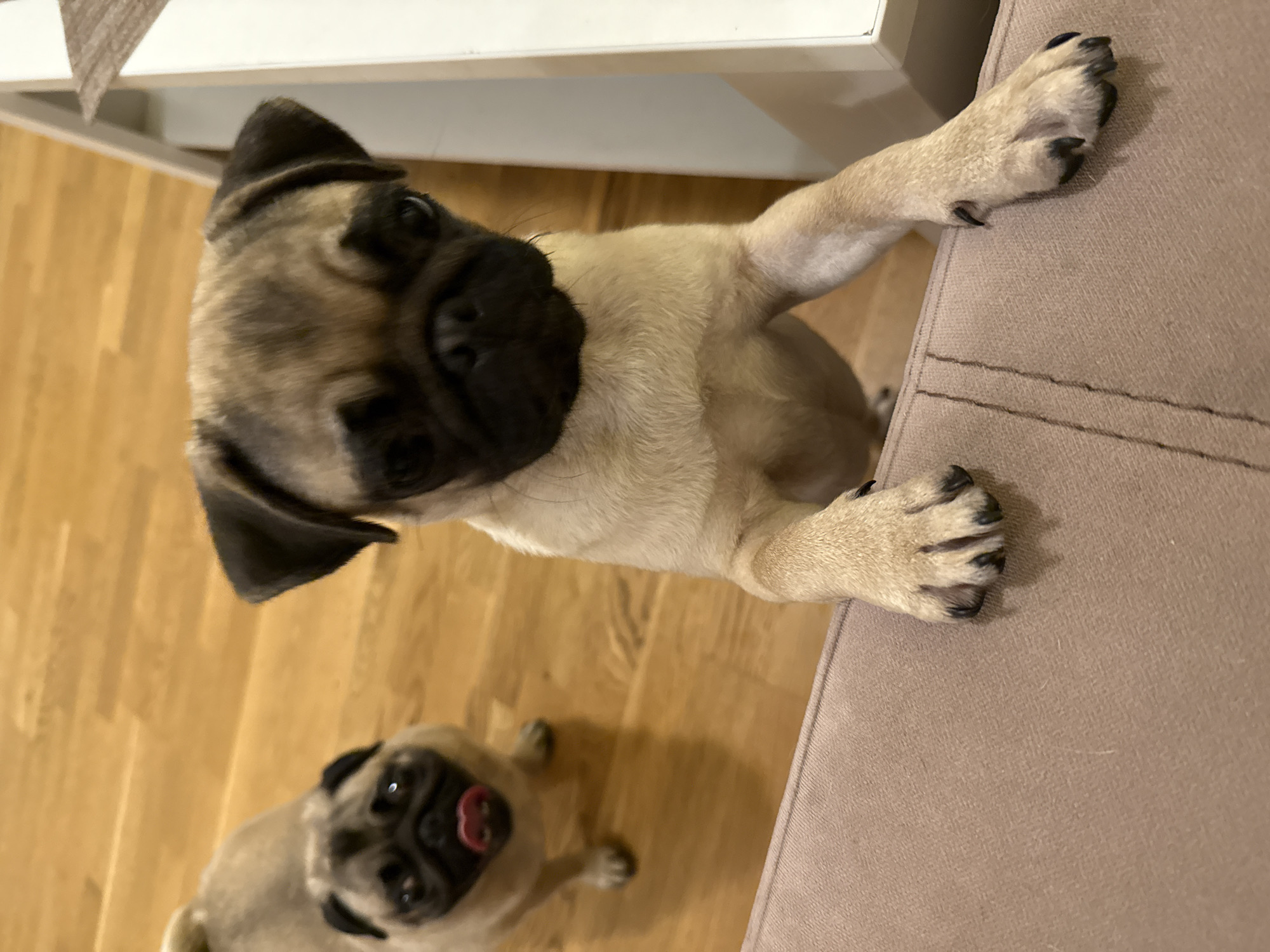 Pugs at home, doing pug things