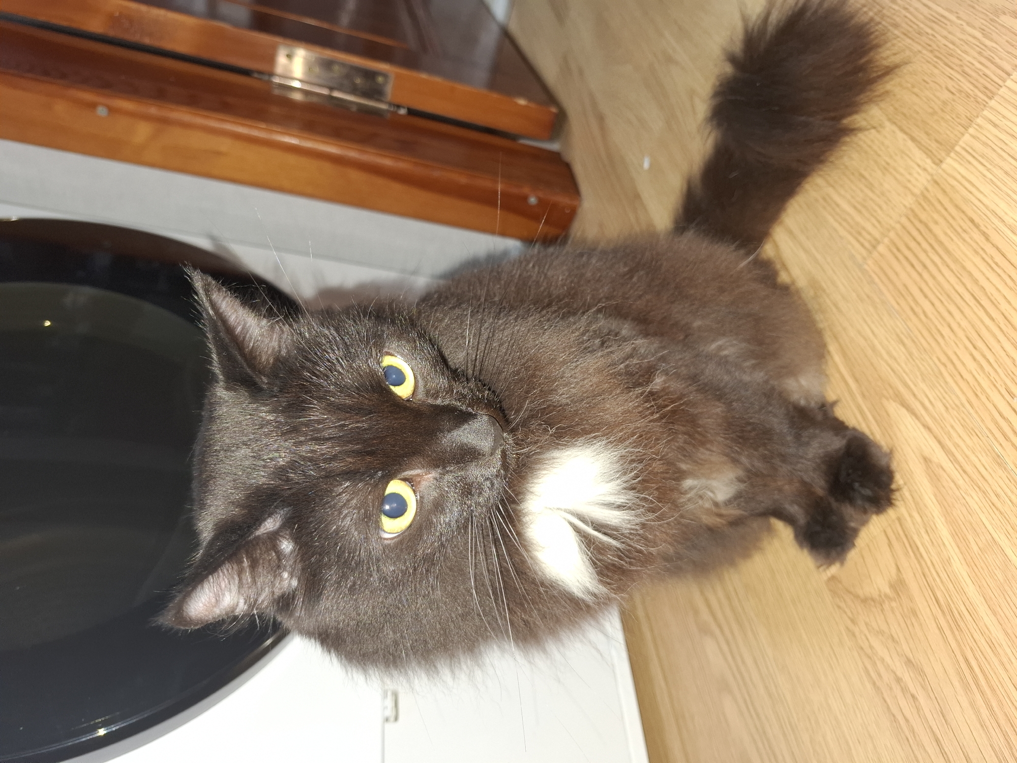 Evening at home with cats and crafts in Chaikovsky