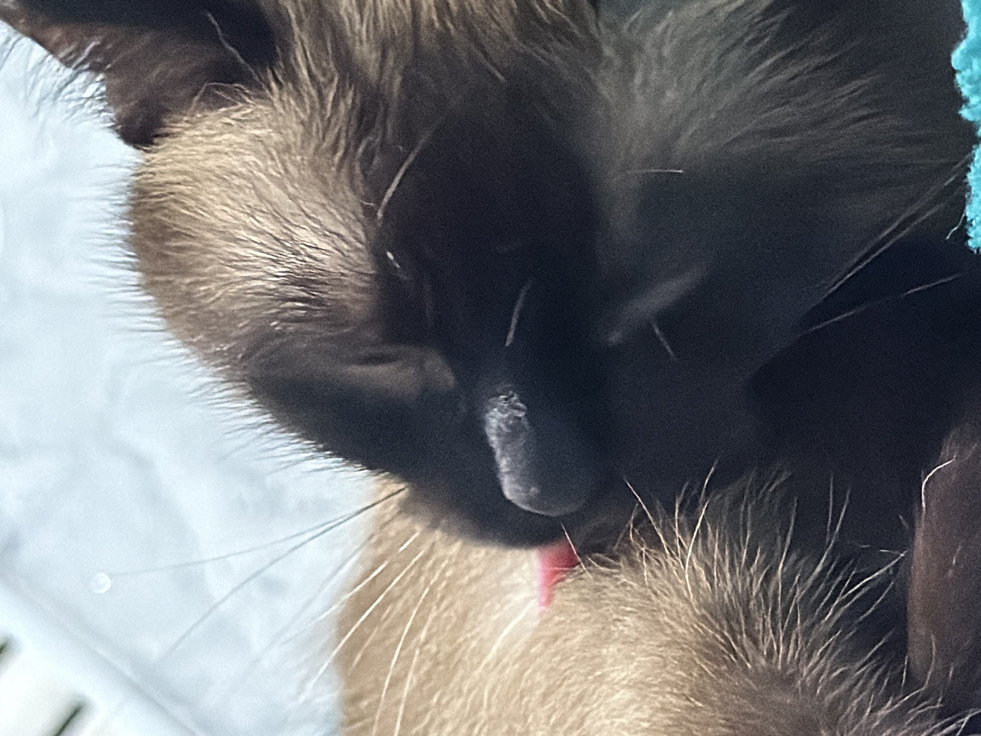 Siamese cat portraits from a quiet evening in Russia