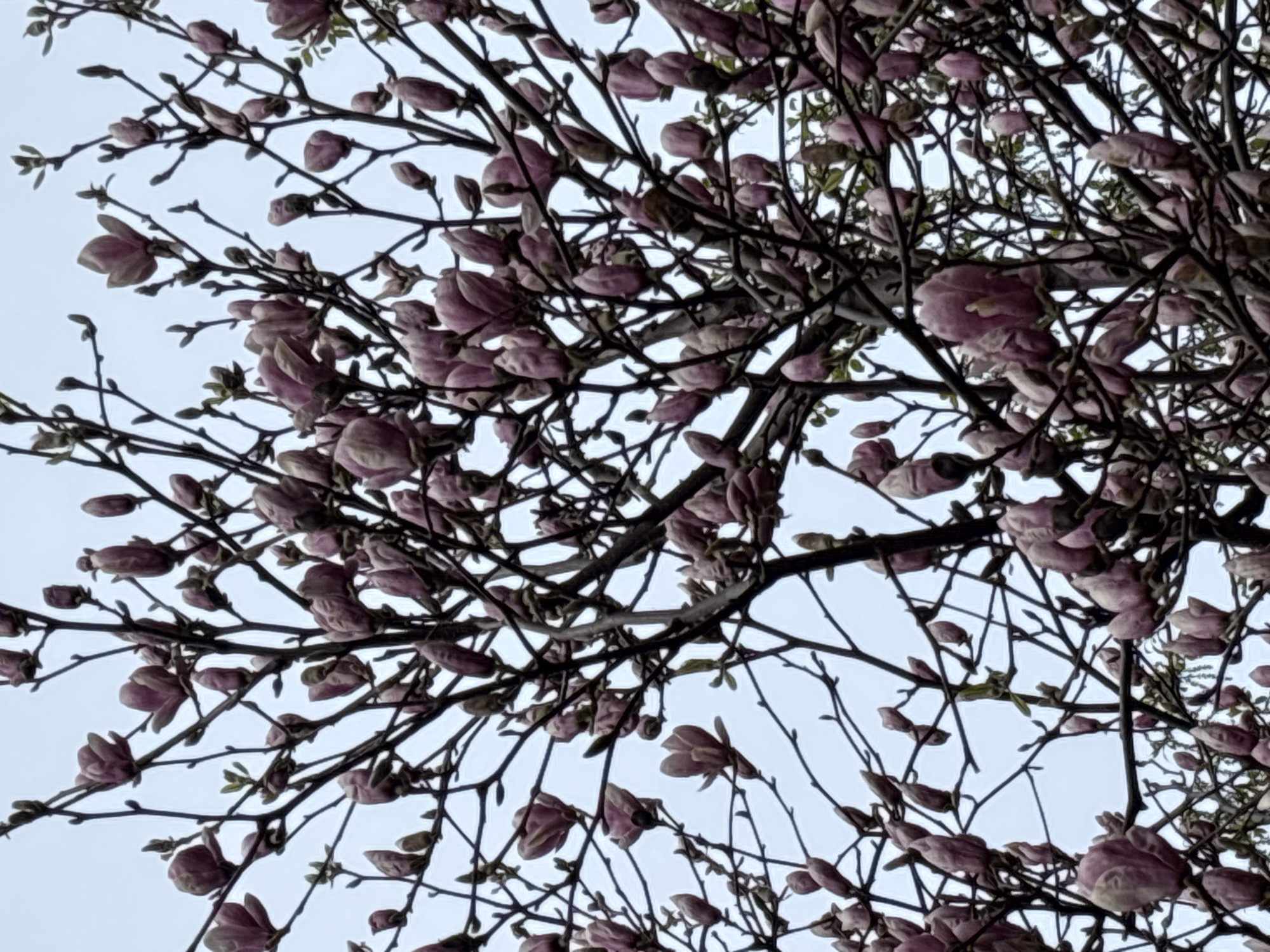 Spring blooms observed in Moscow streets
