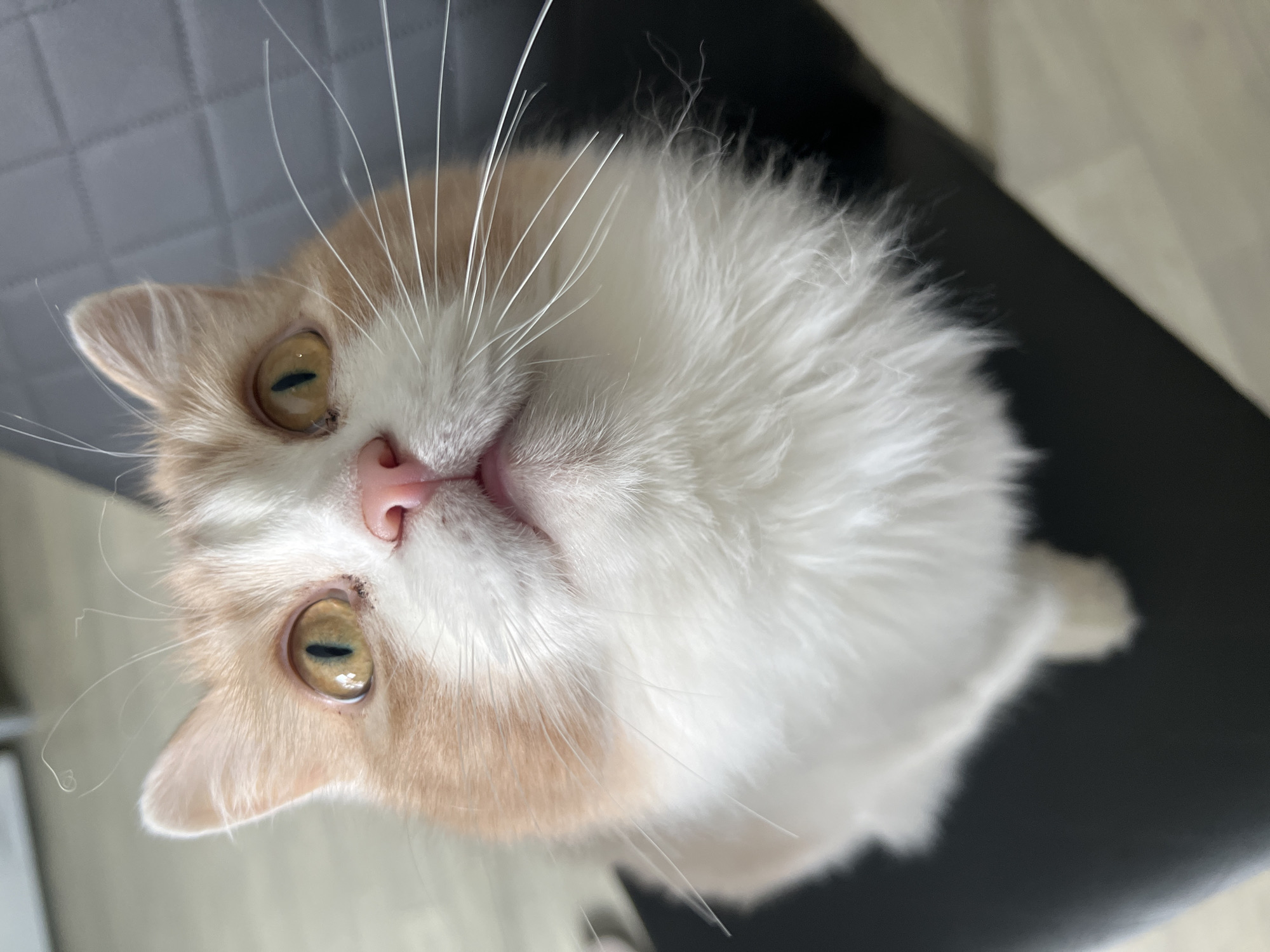 Cat photographed from multiple angles in Tyumen, Russia