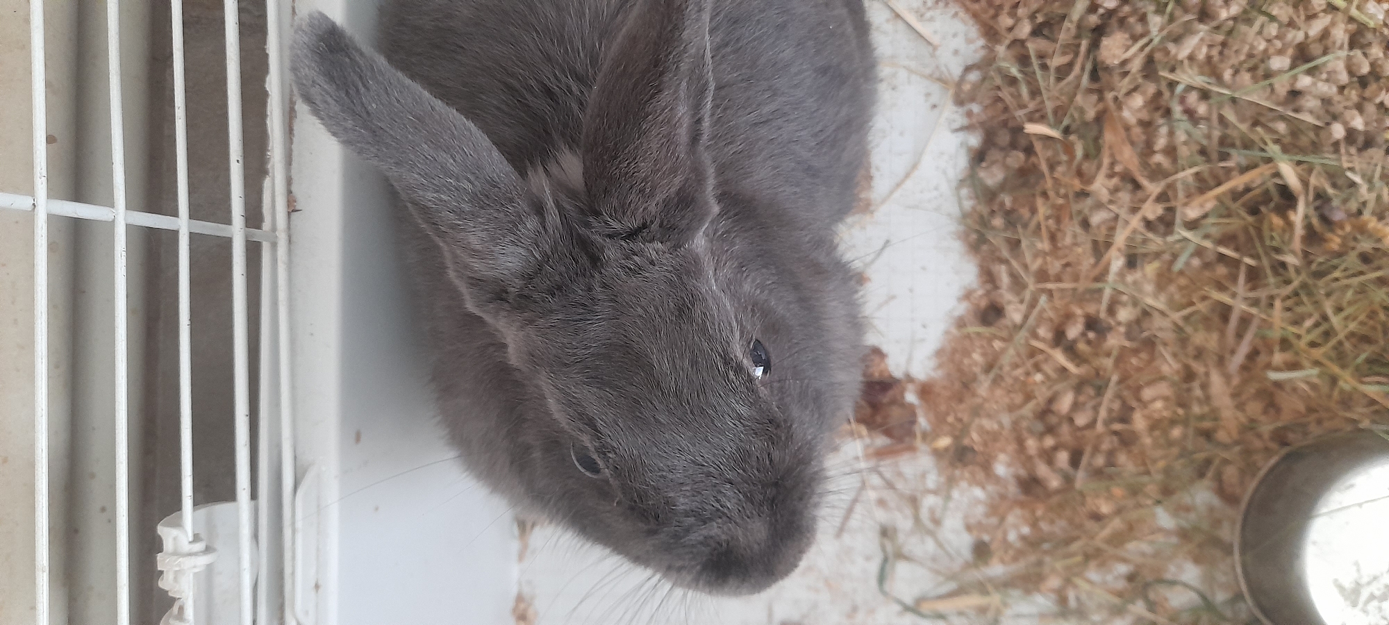 Rabbits at rest and a newborn litter in a hay-filled enclosure