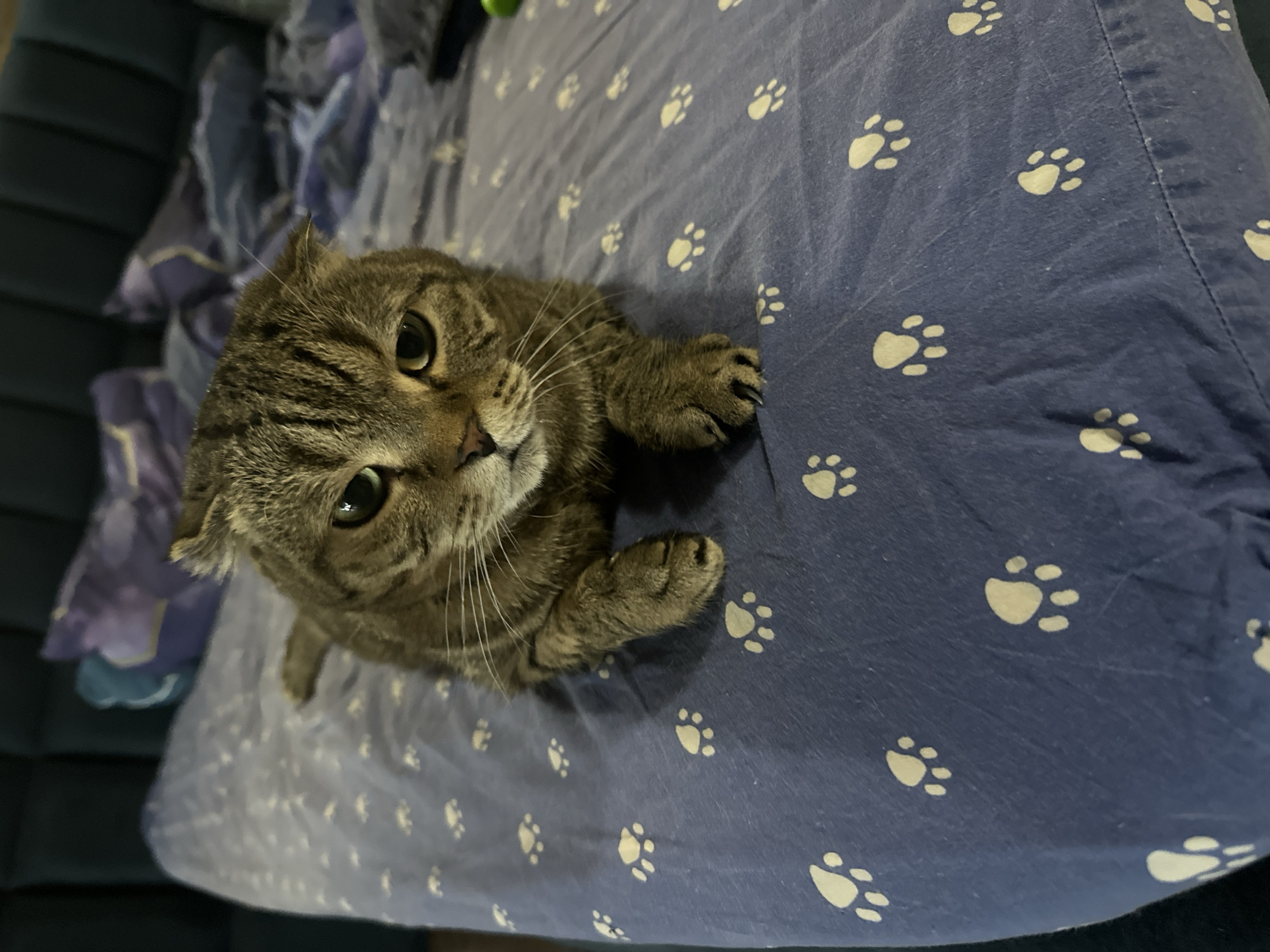 Two cats napping on a paw-print bedspread in Ozerki
