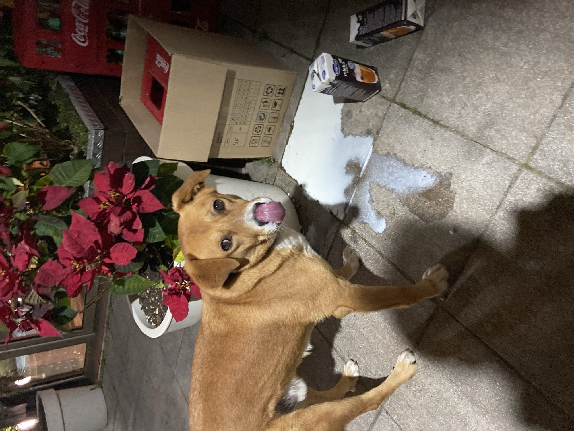 Dog drinks spilled milk, man takes selfie in Bar
