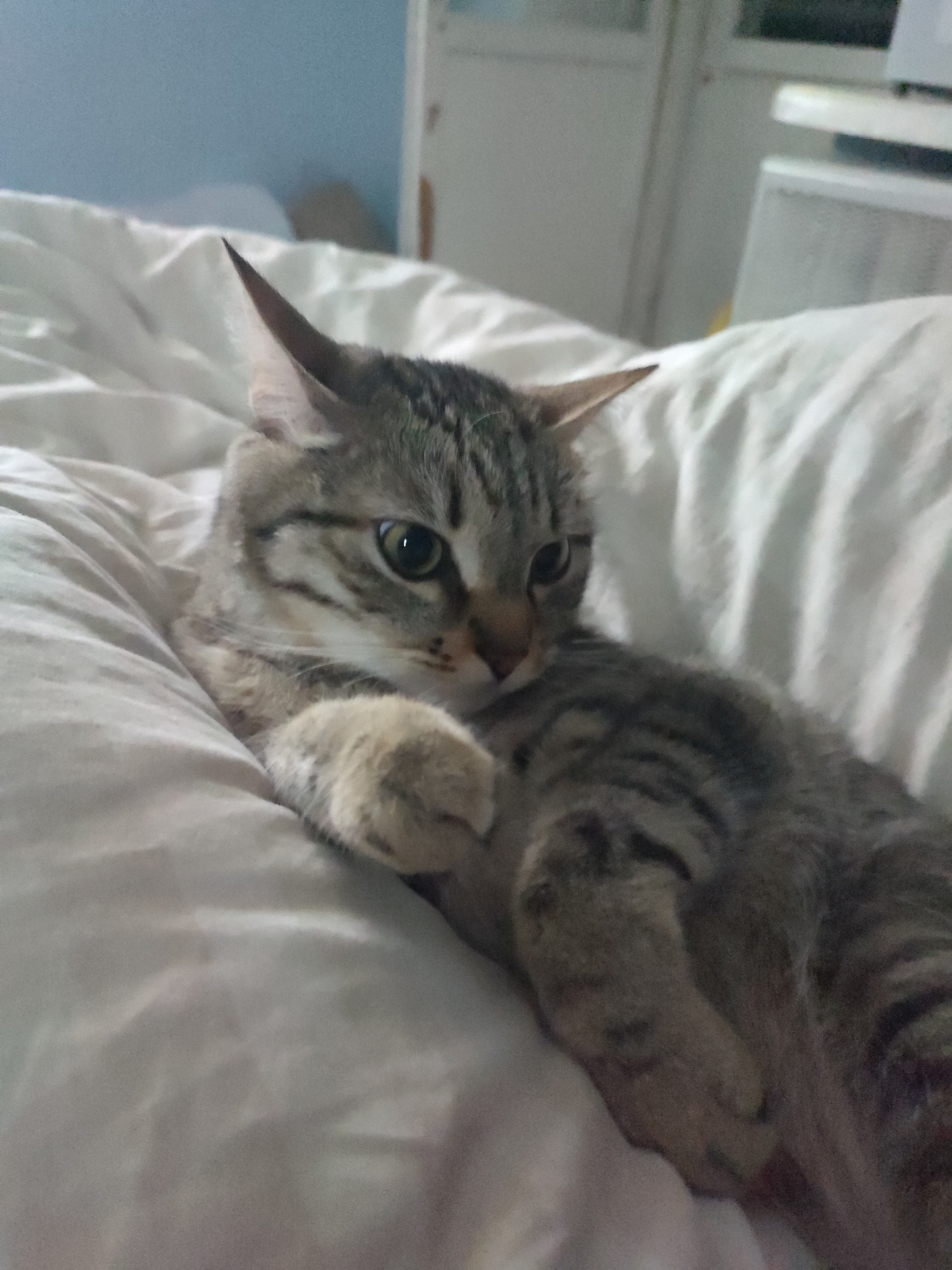 Tabby cat rests on white bedding in indoor setting