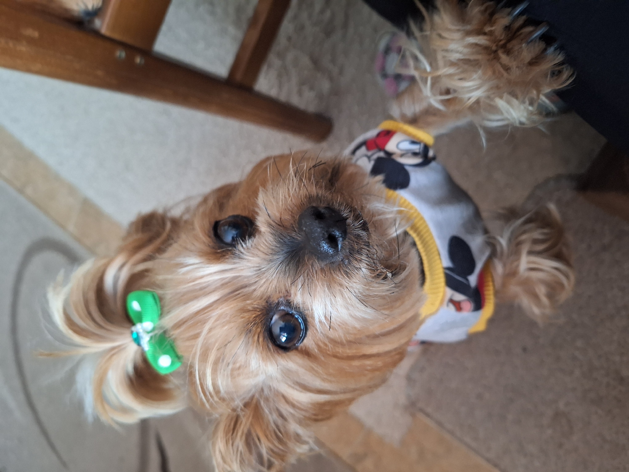 Morning garden activities with dressed Yorkshire Terrier in Montana, Bulgaria