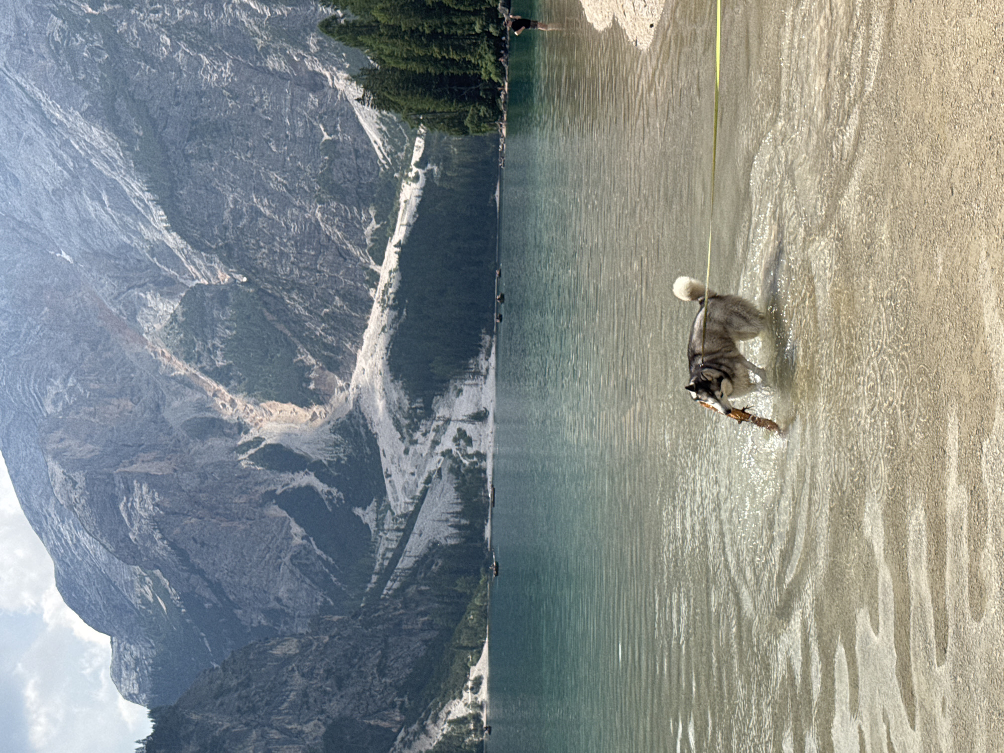 Husky plays in the shallows of Lago di Braies, Dolomites