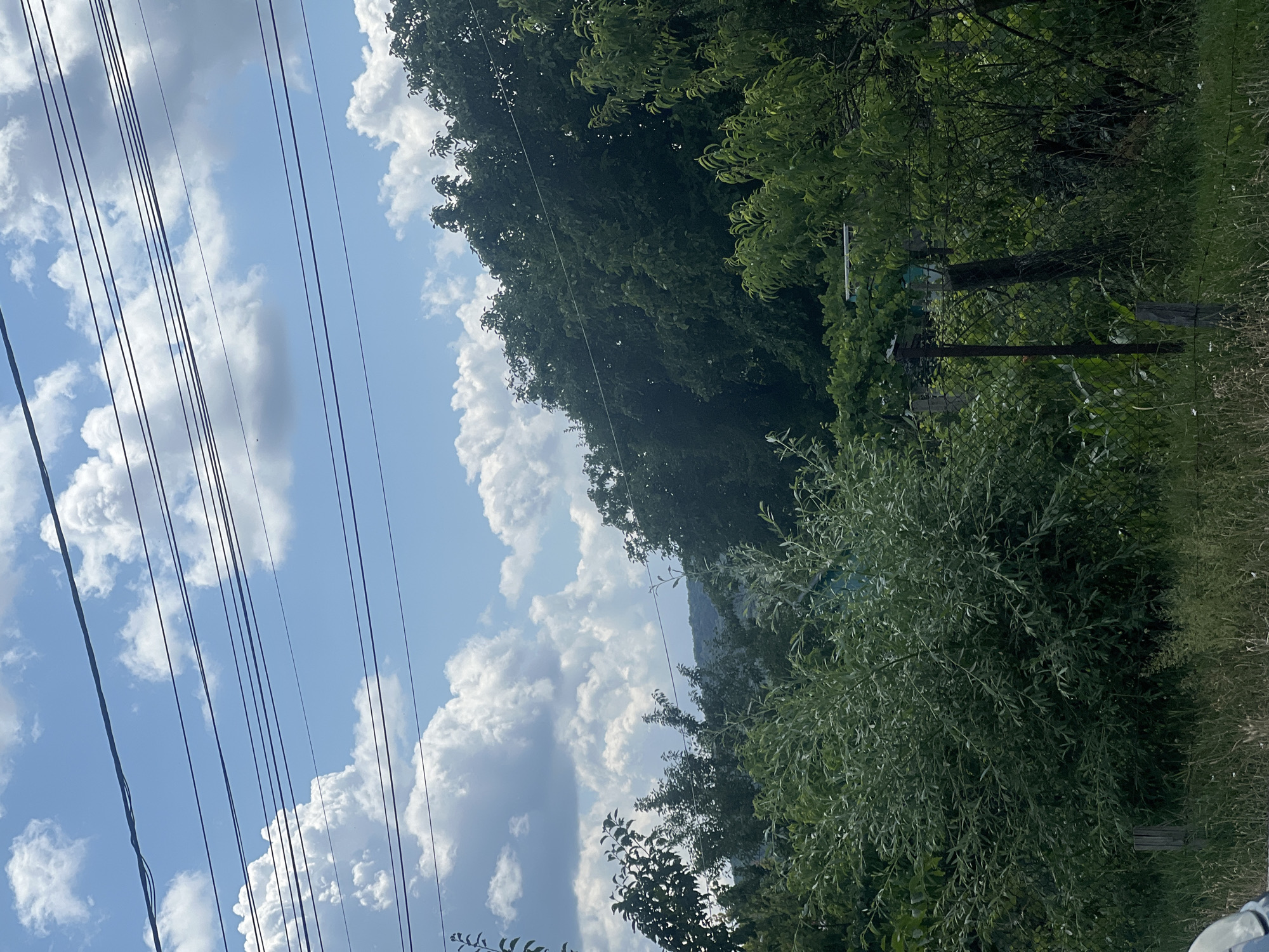 Slow walk through Bârnova's roadside greenery on a summer morning
