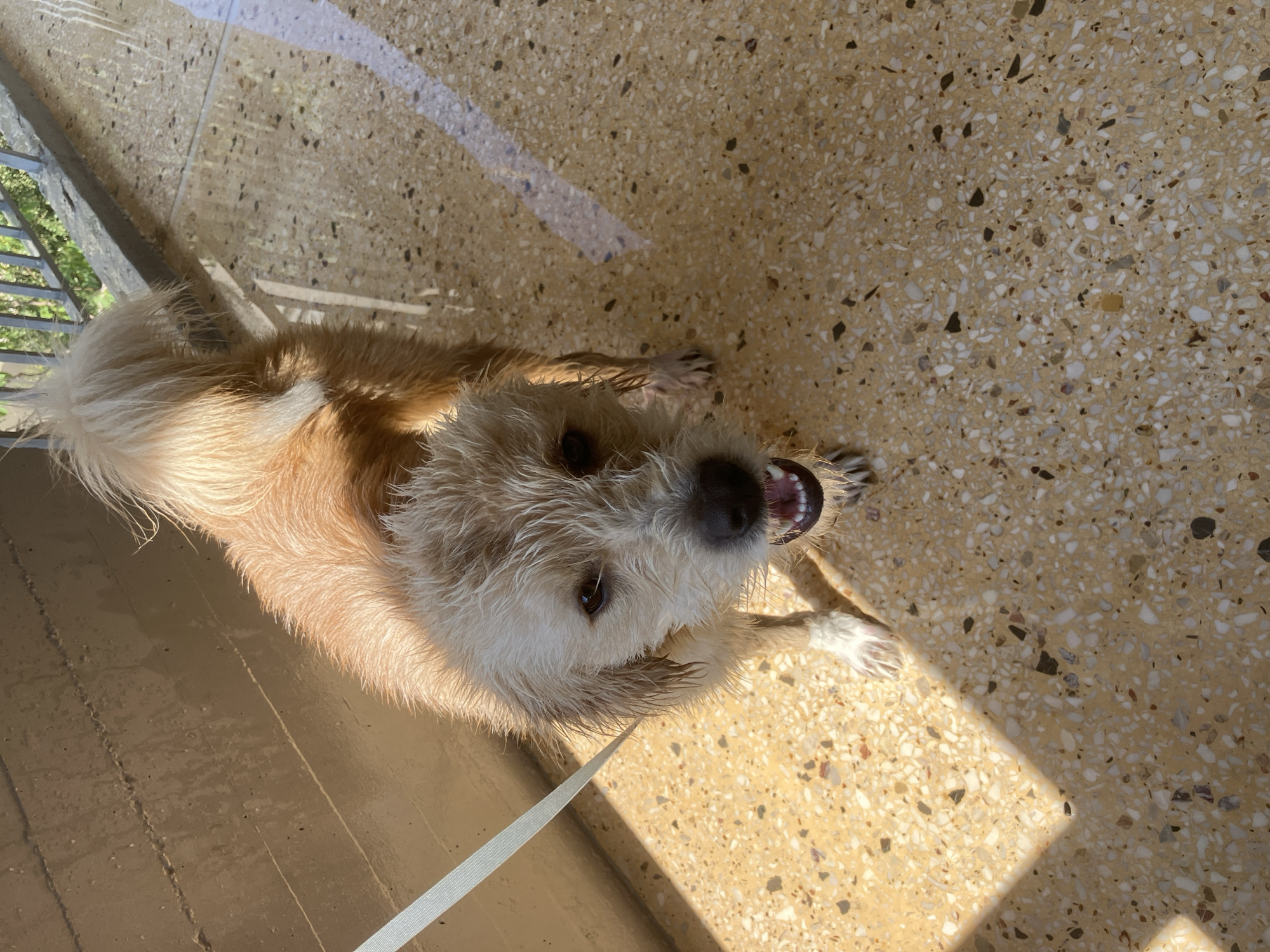 Dog bath day and mocktails in Paleo Faliro
