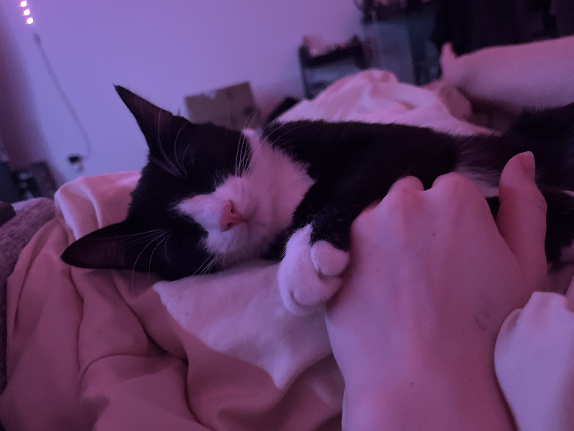 Cat sleeps with owner on bed in Saint Petersburg
