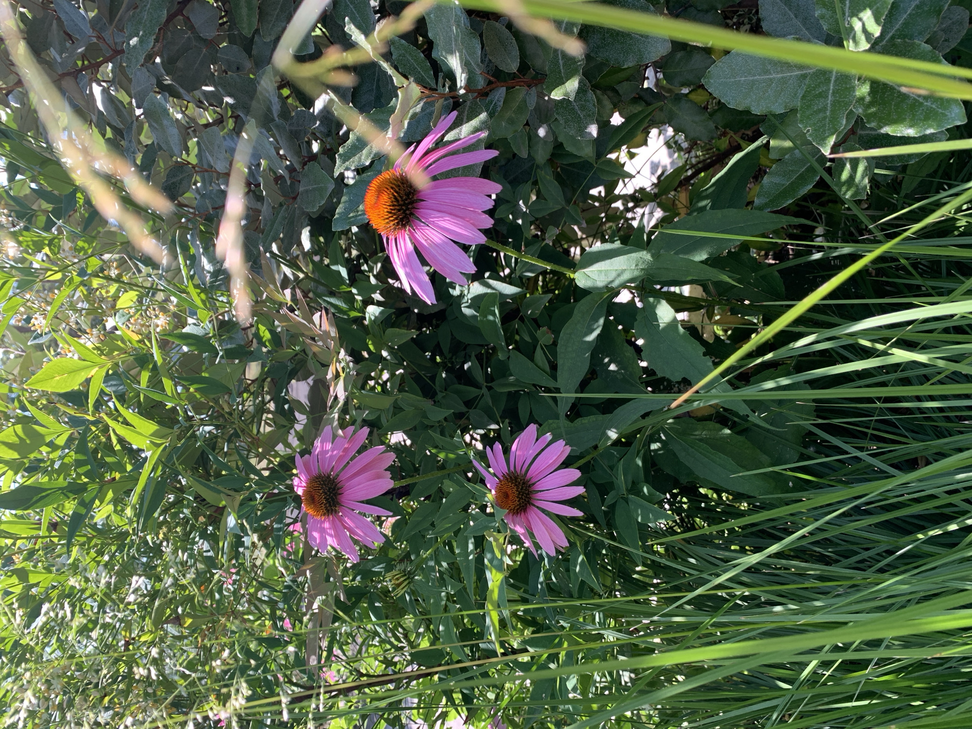Coneflowers and a water sculpture in a Tiraspol garden