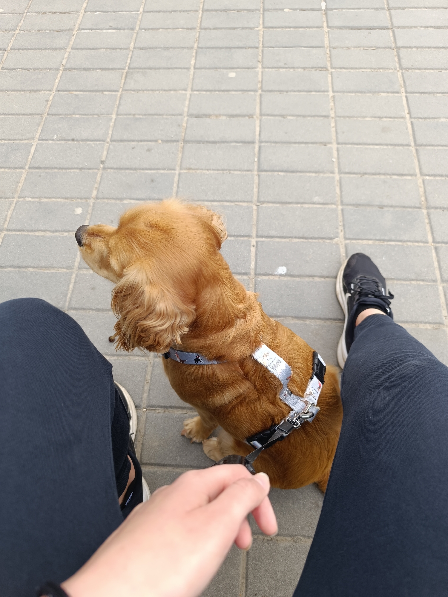 Casual street scenes documented in Pleven, Bulgaria