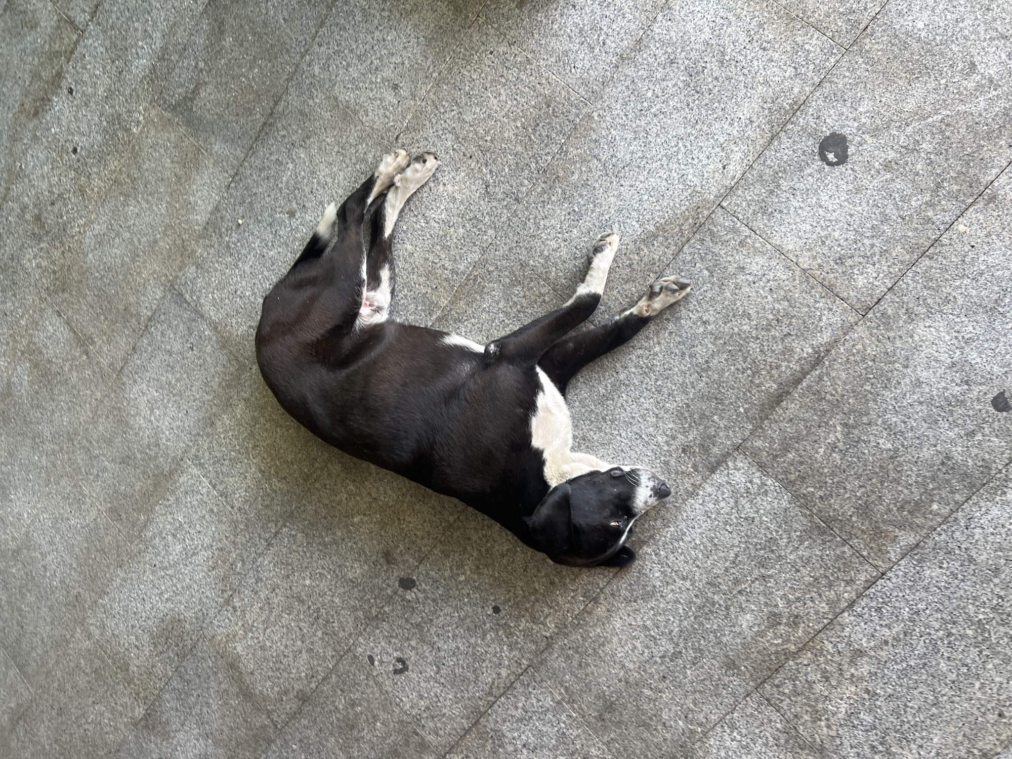 Dog rests peacefully on tiled surface in Podgorica
