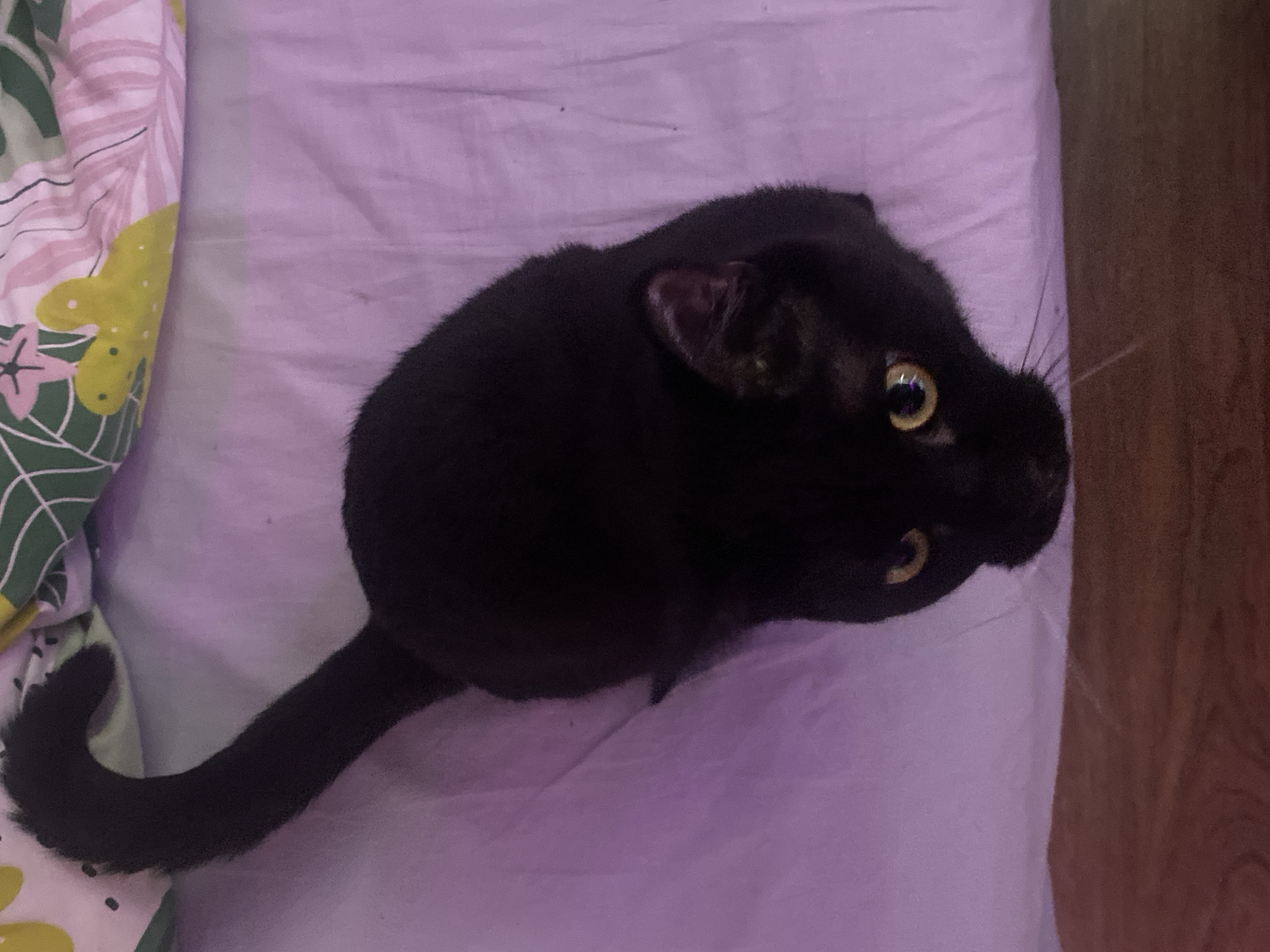 Black cat photographed in various poses in Izhevsk home