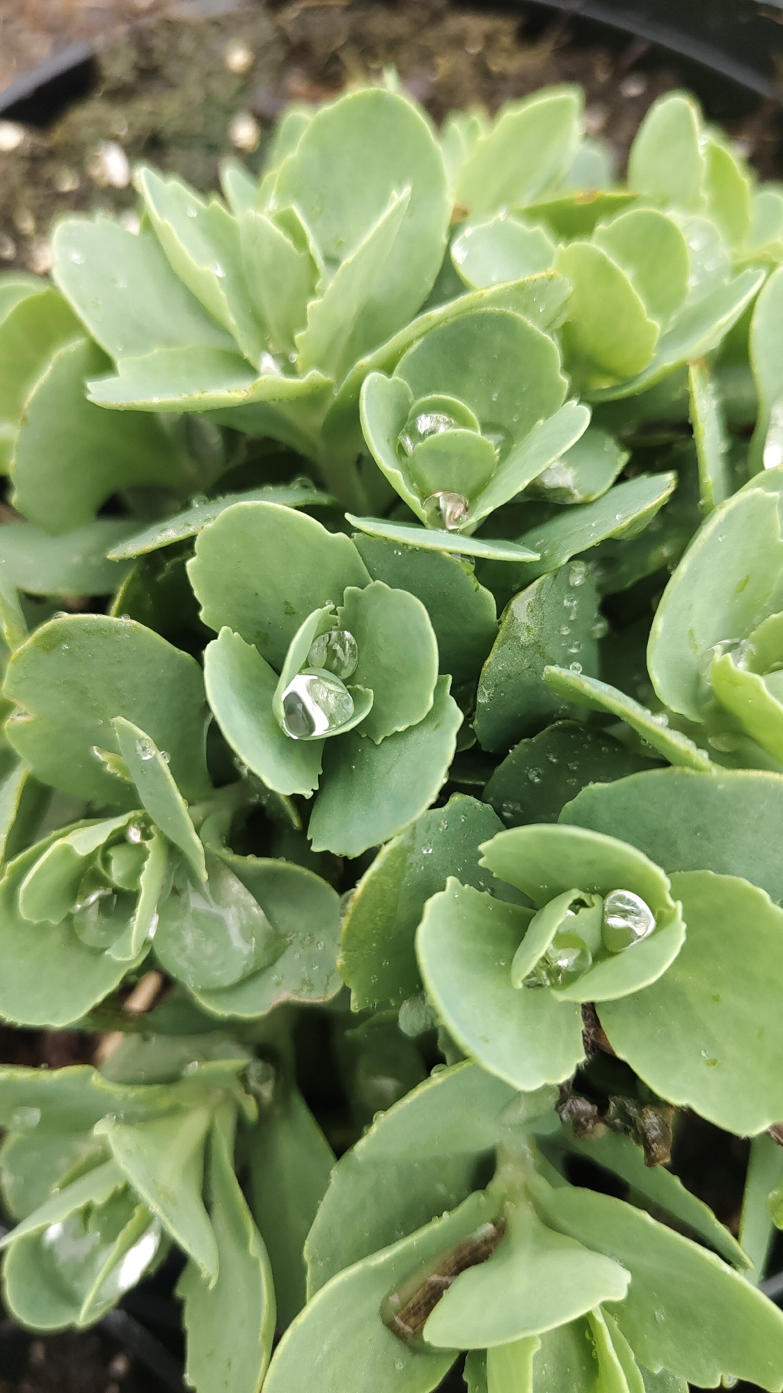 Morning rain documented on plants and pigeons in Krasnoyarsk