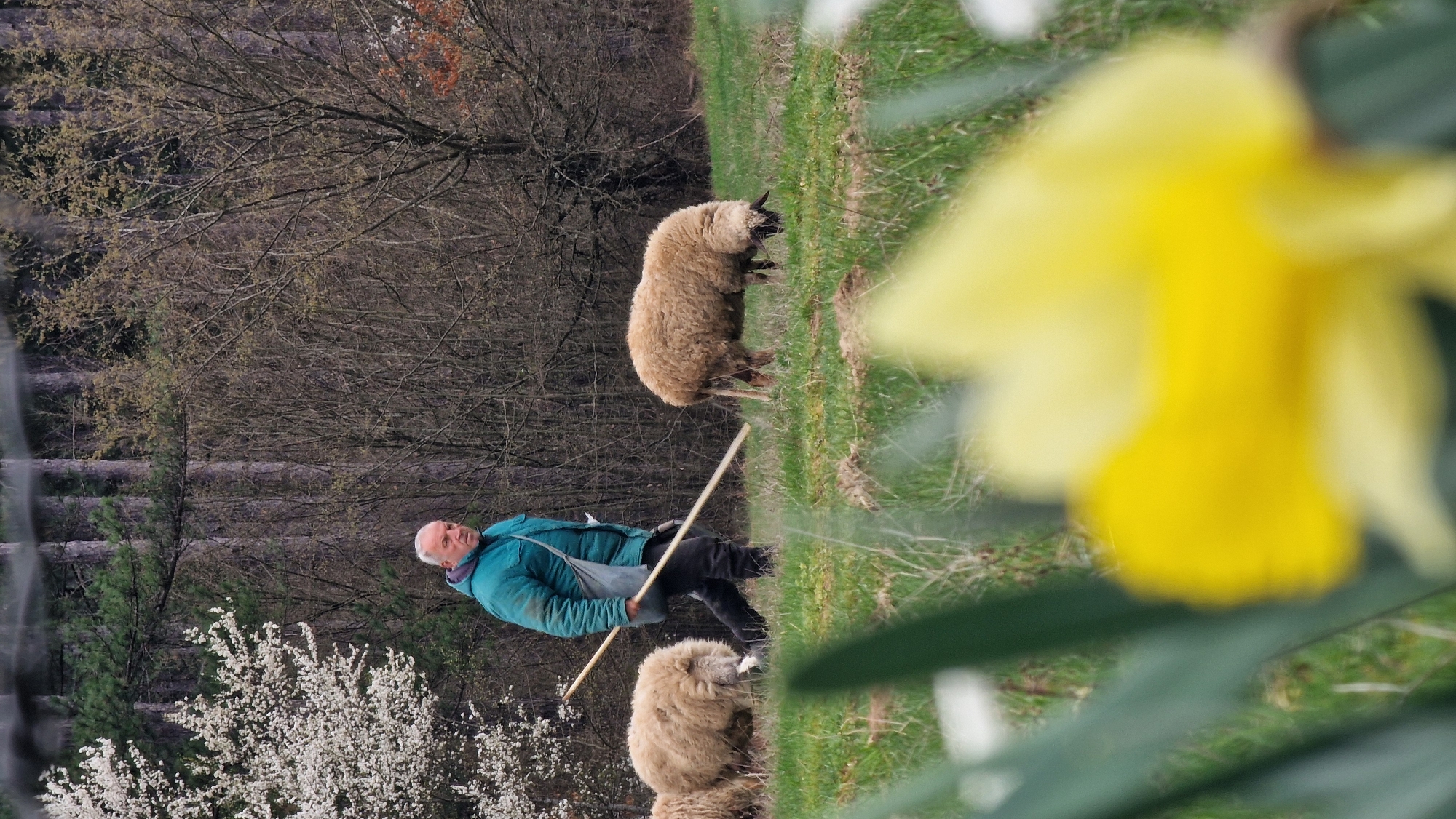 Shepherd tends sheep amid spring daffodils in Bulgarian countryside