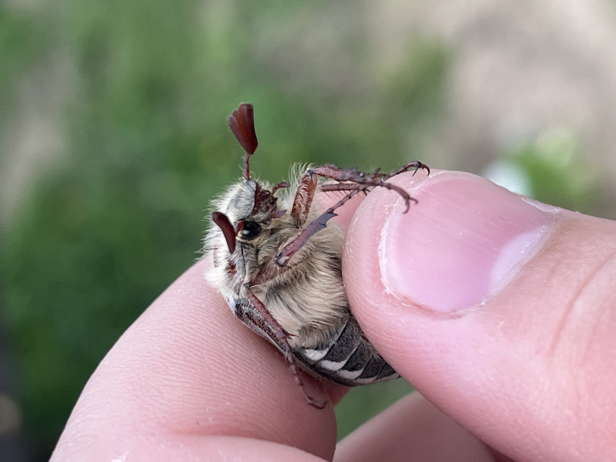 Nature photography session captures insects, plants in Russian village