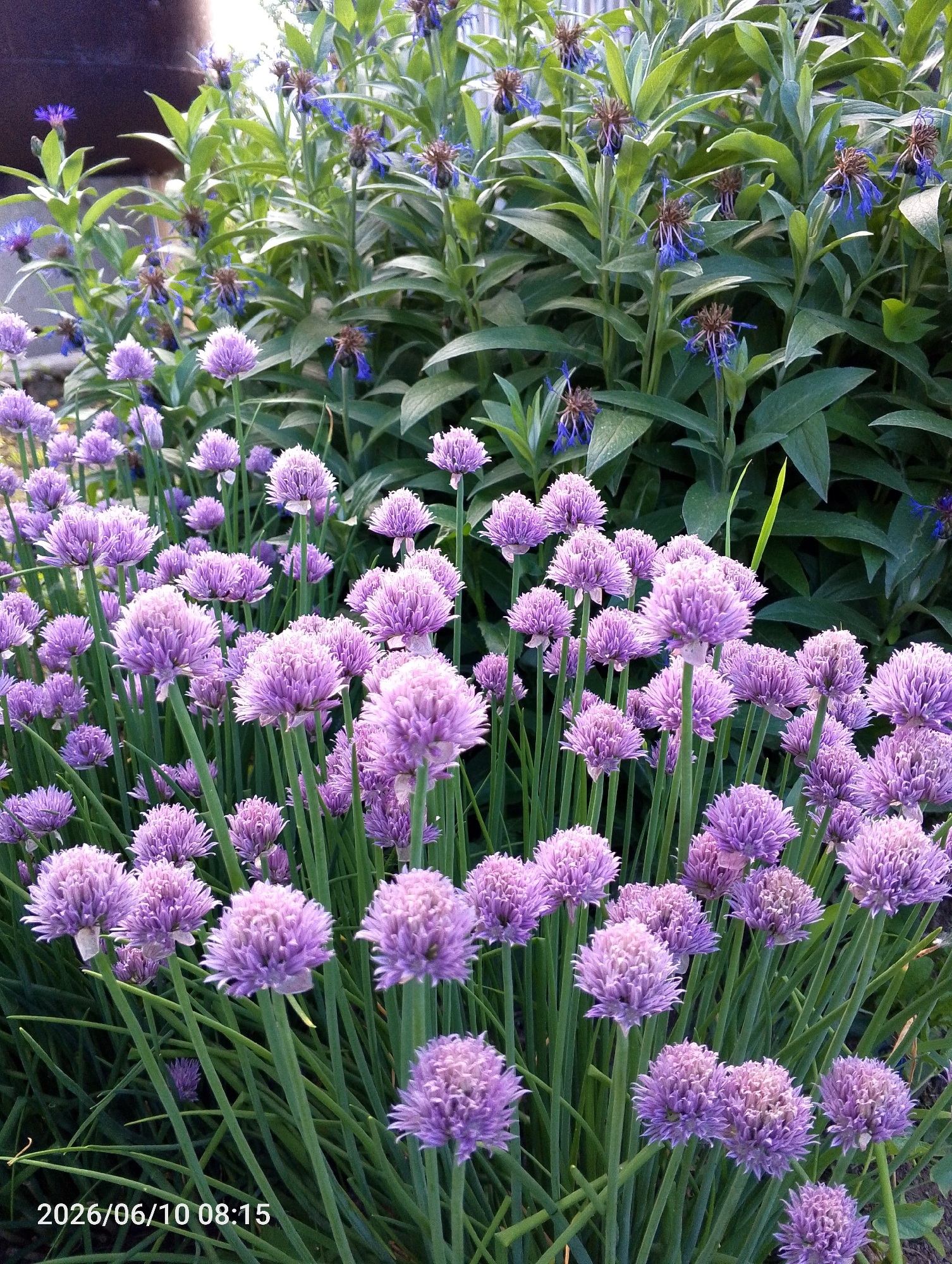 Early morning garden blooms documented in Альняш, Russia
