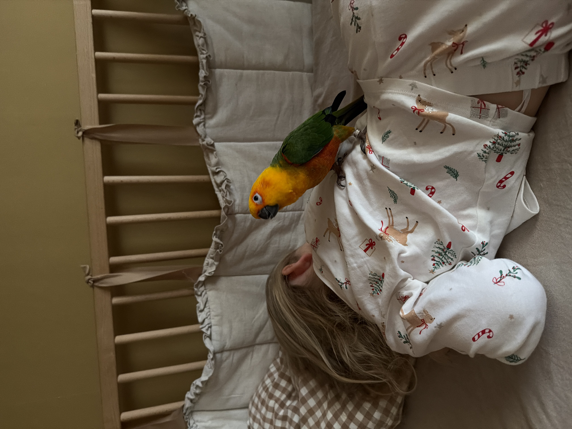 Child and sun conure parrot share quiet moment in crib