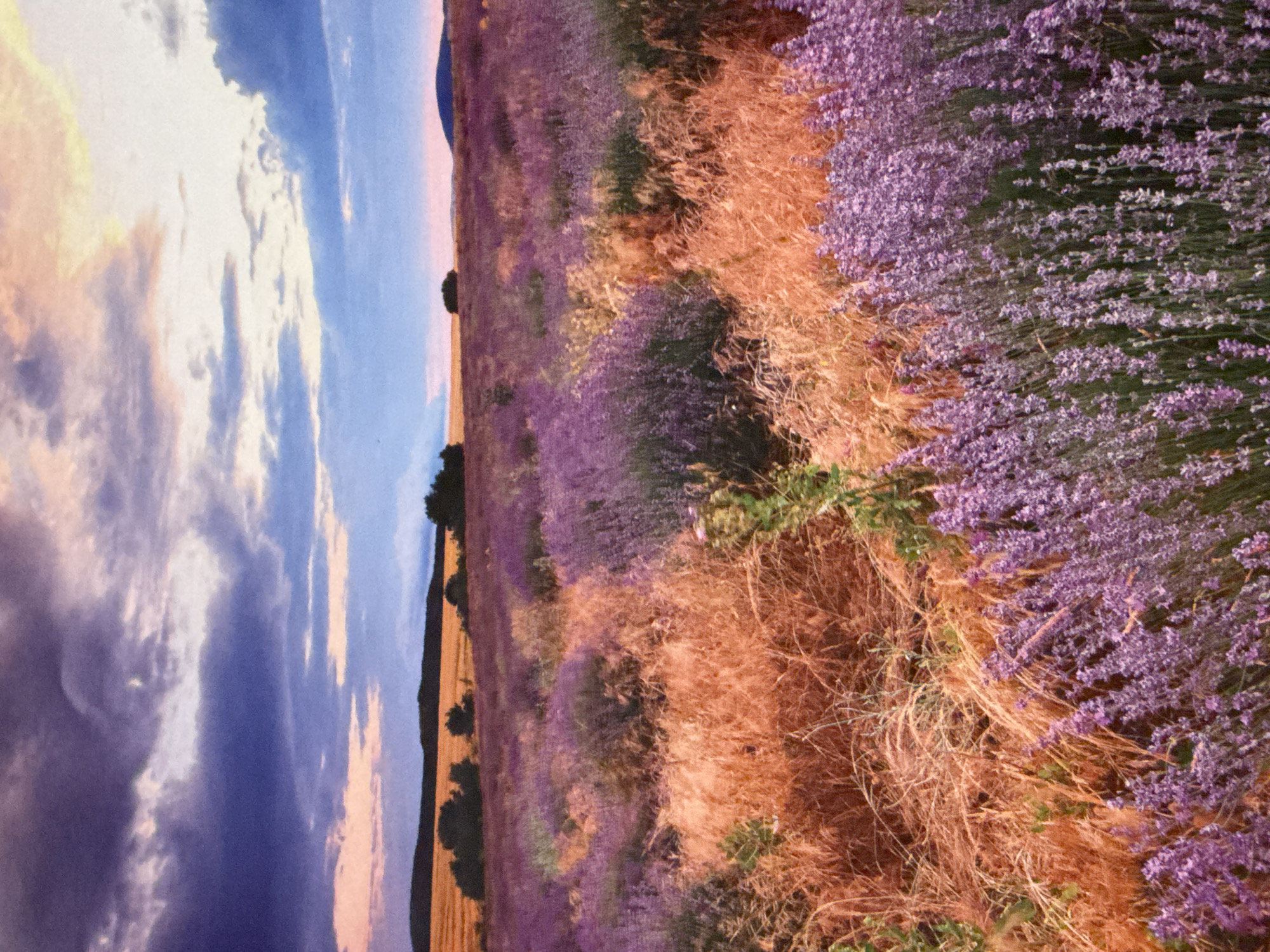 Lavender fields bloom across Sofia landscape