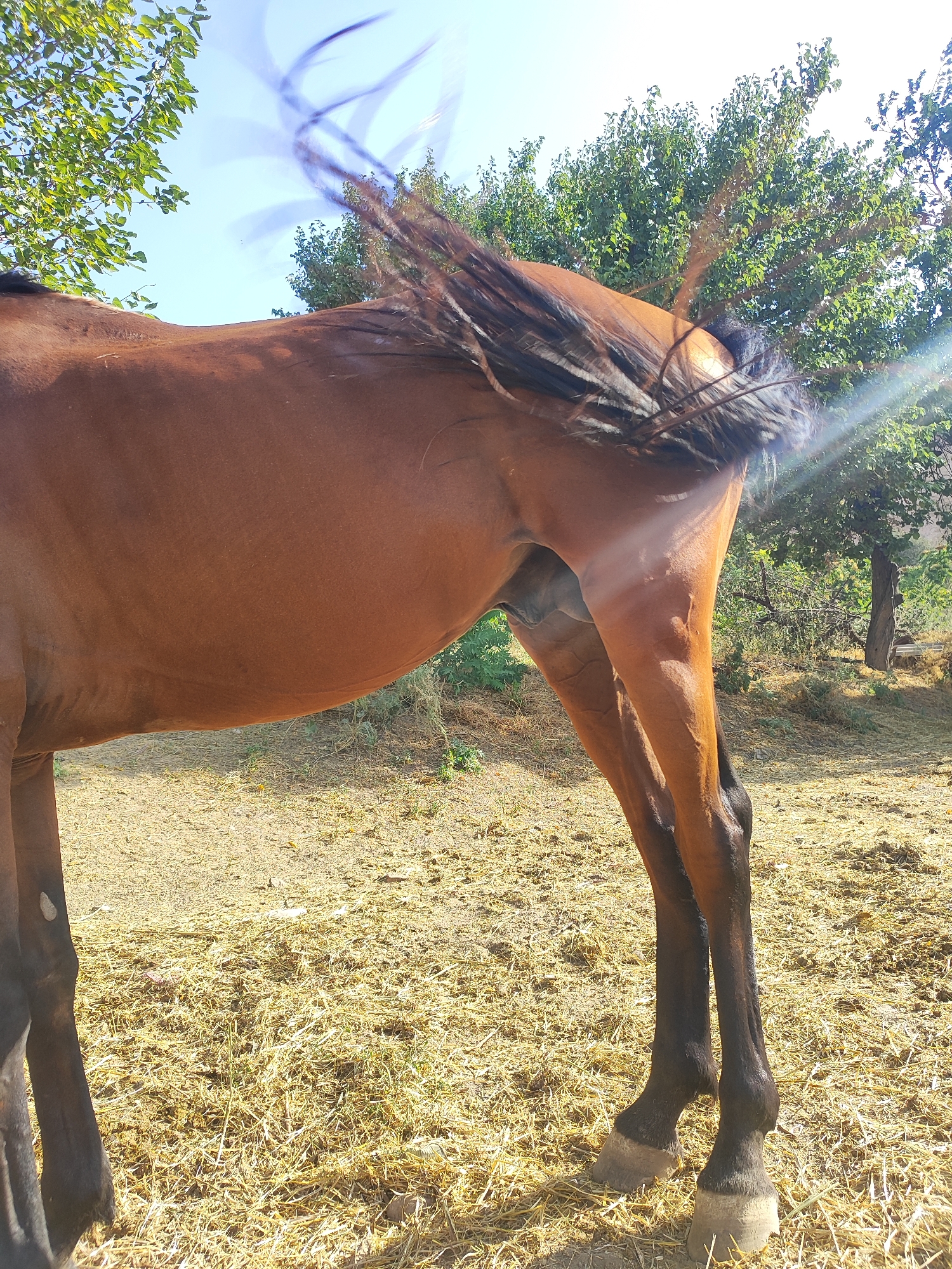 Horse and handmade dolls in a rural Tajikistan yard