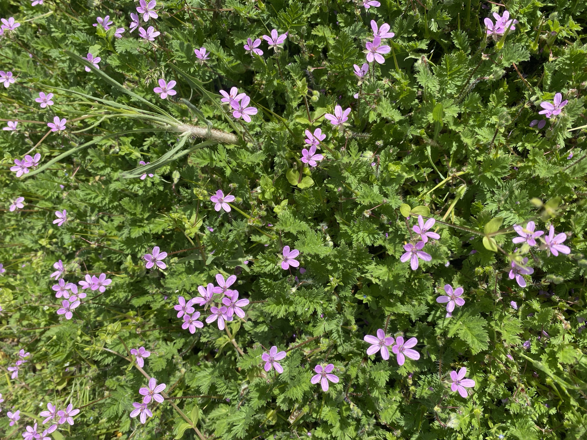 Spring flowers documented in bloom across Kamianske, Ukraine