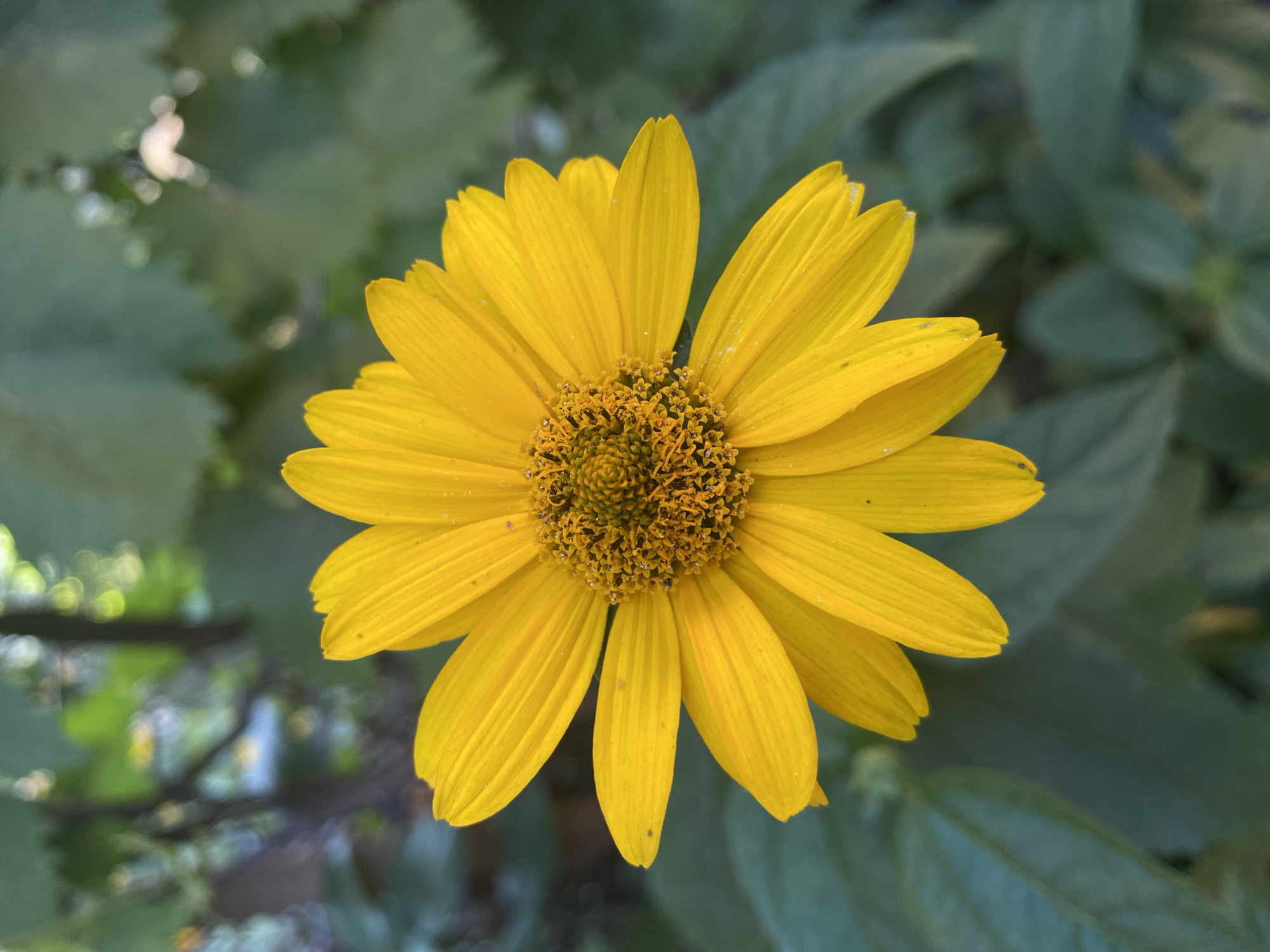 Close-up studies of yellow flowers in various stages of bloom