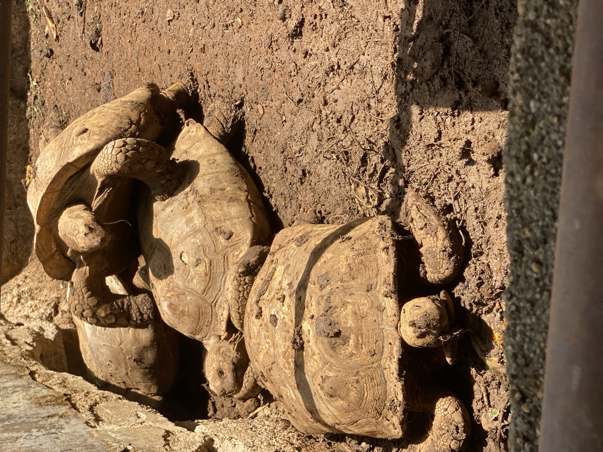 Sulcata tortoises observed in natural habitat in Maigizo, Nigeria