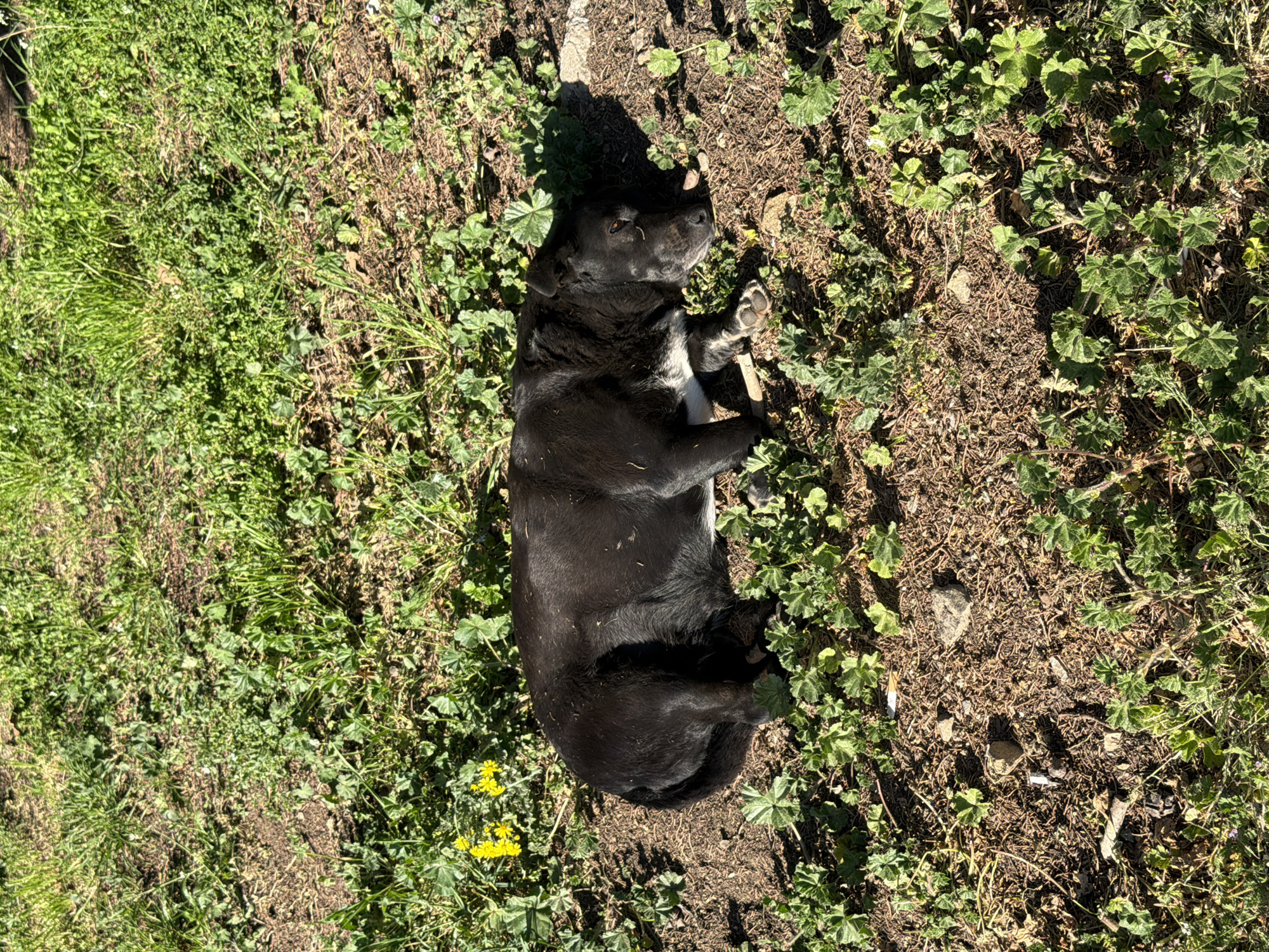 Dog rests in grass patch in Blagoevgrad, Bulgaria