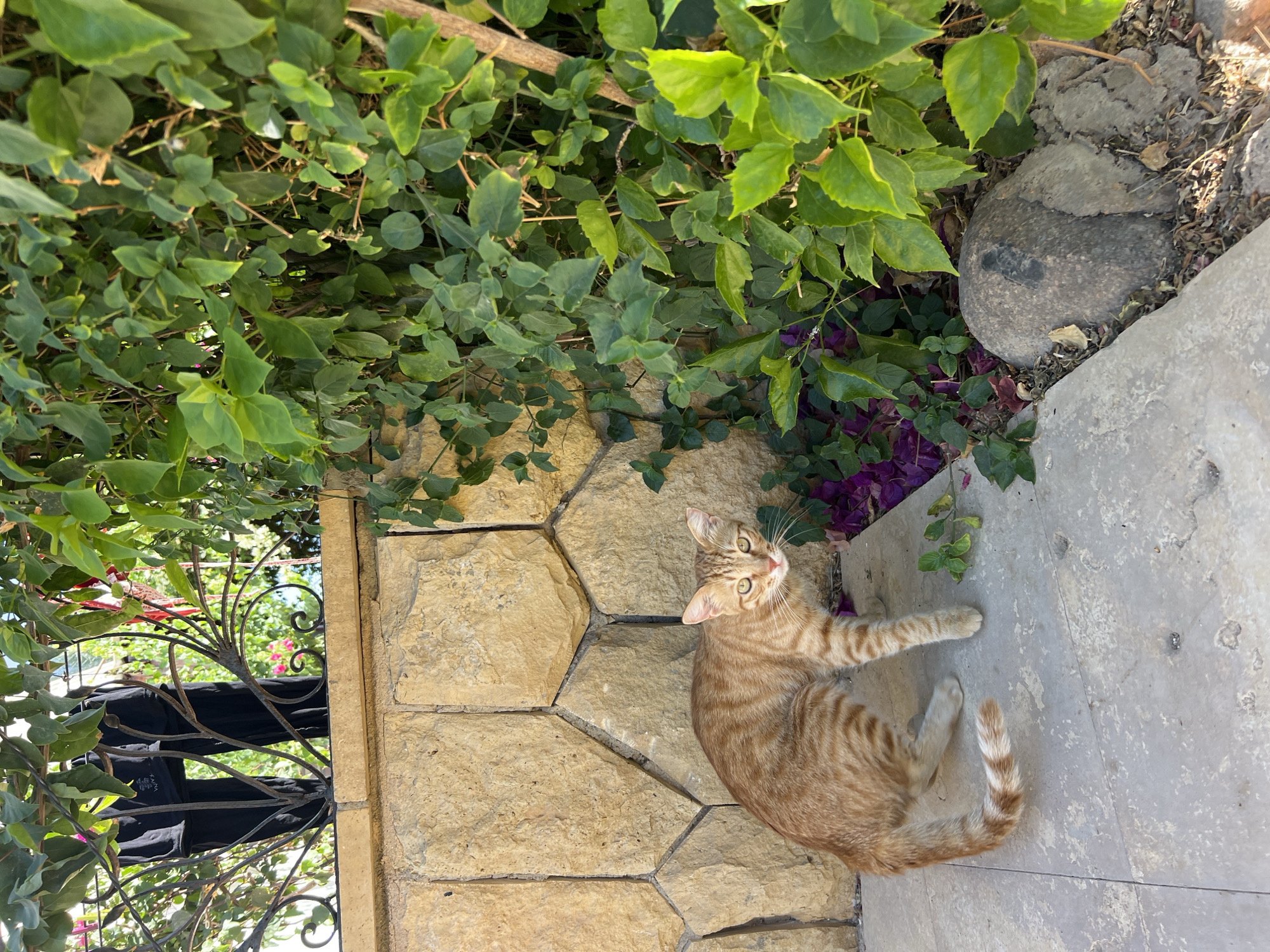 Sunny morning at a Sharm El Sheikh resort with roaming cats