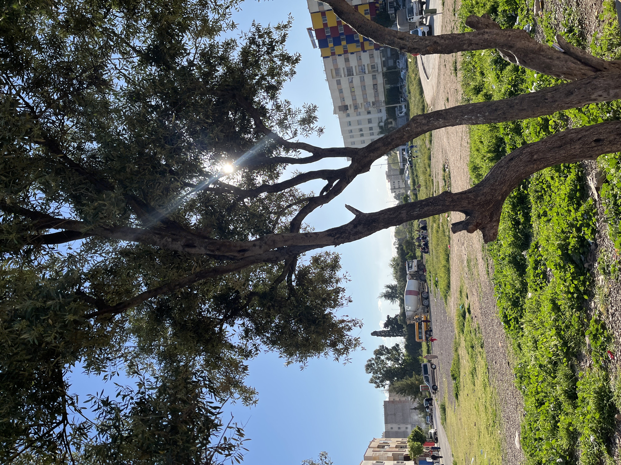 Tree blocks sunlight in urban Fez setting