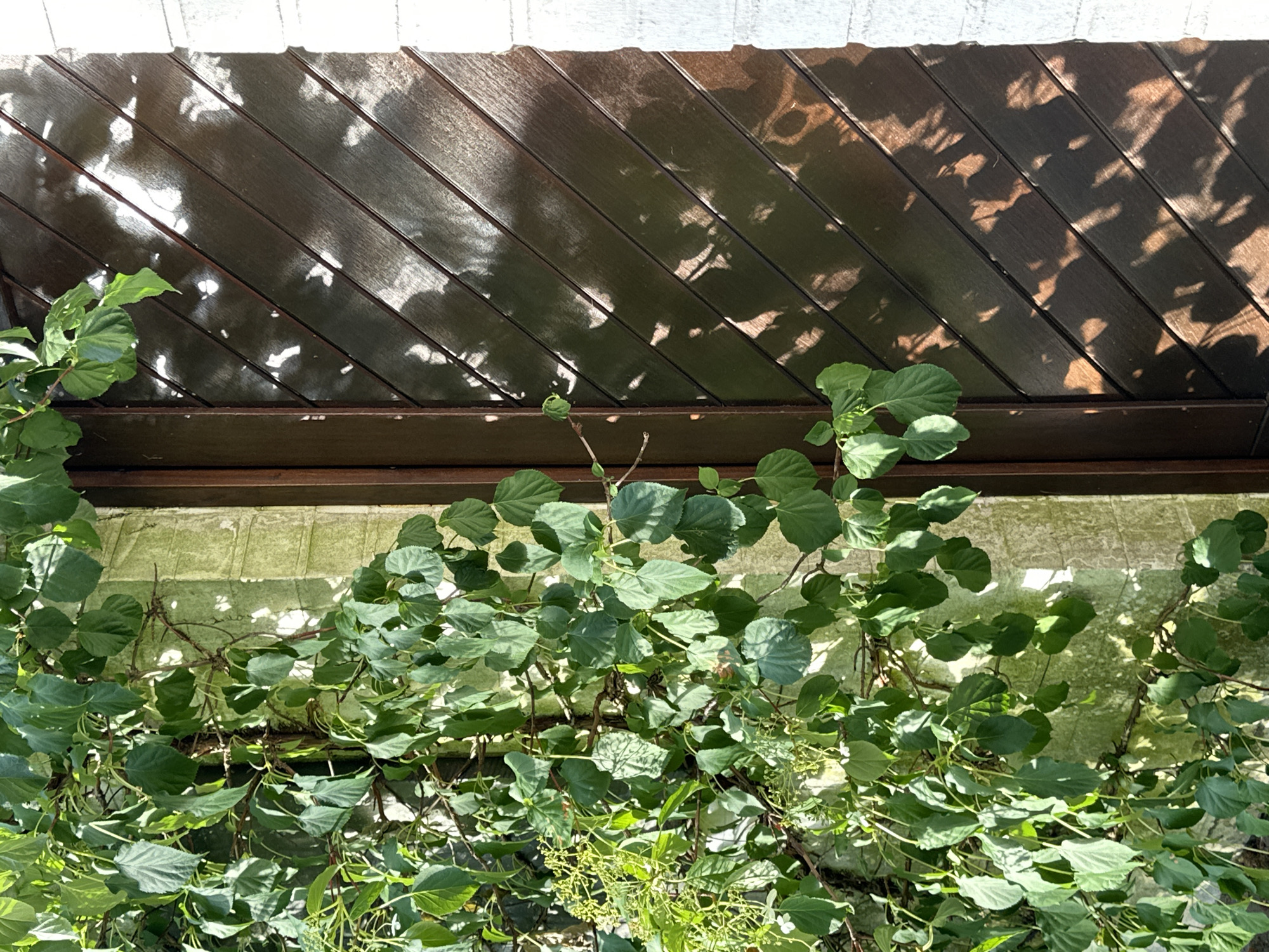 Quiet summer afternoon in Krefeld — gardens, fruit, and sky