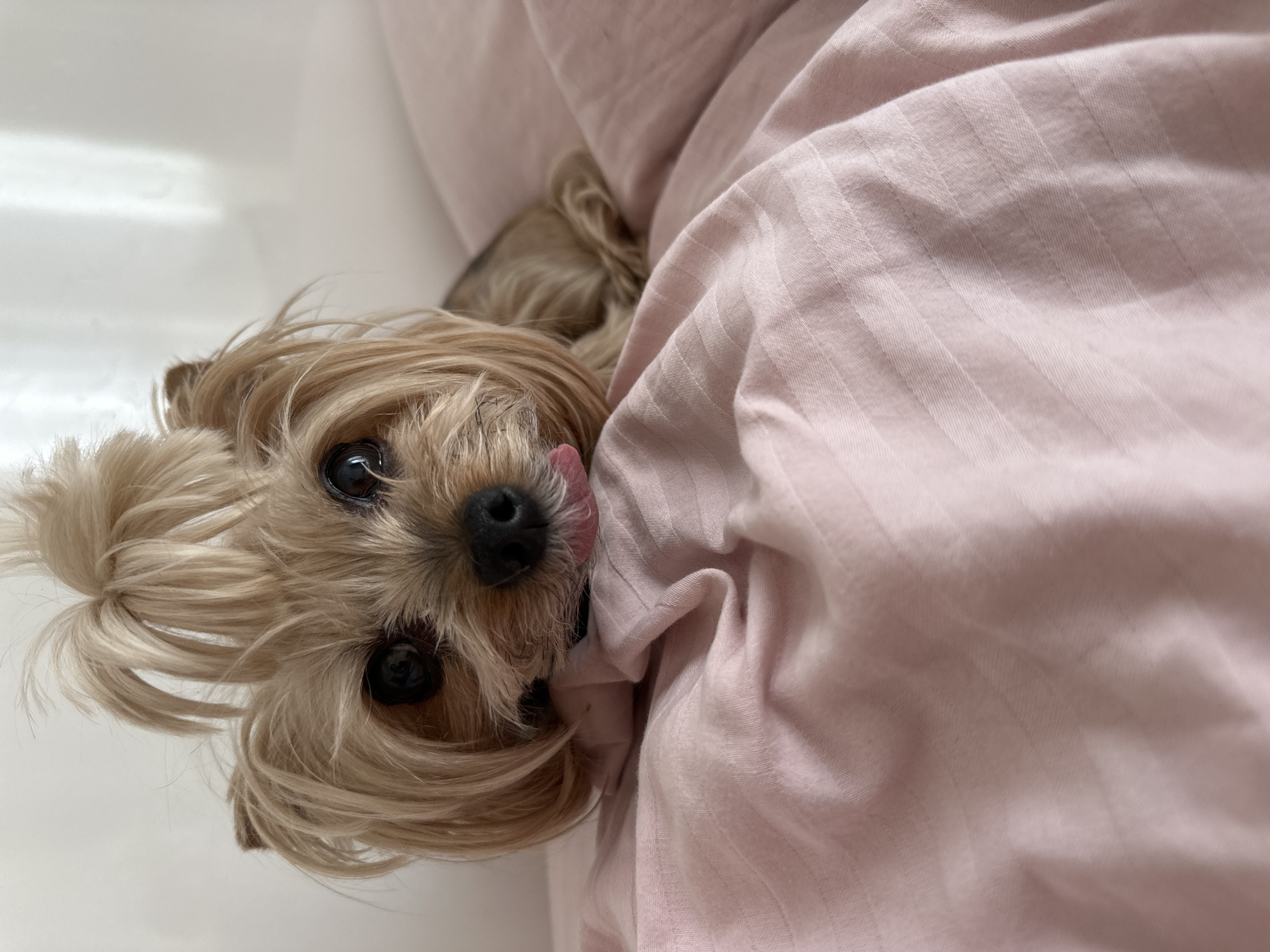 Small dog photographed twice in Sofia morning hours