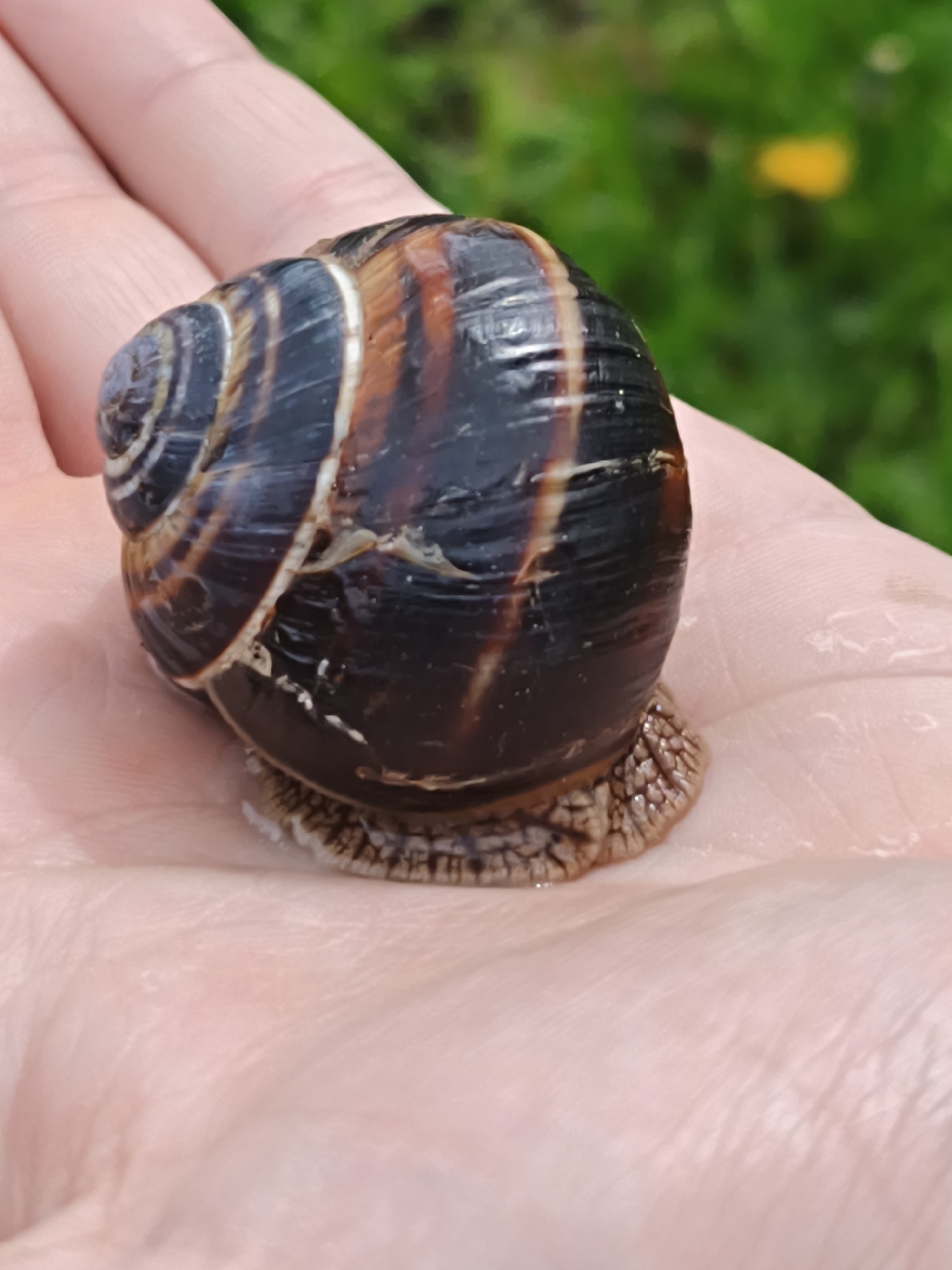 Nature enthusiast documents snails and forest structures in Russia
