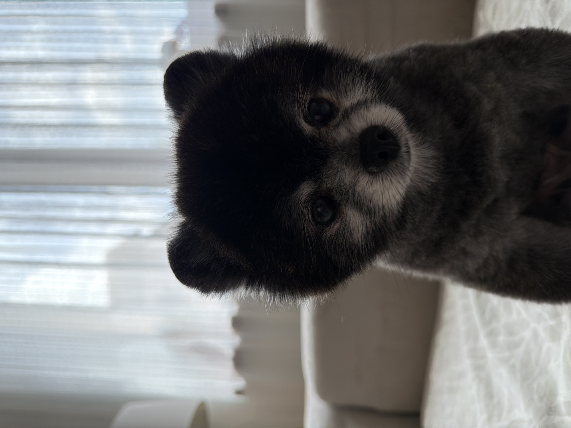 Morning moments with Pomeranian dog in Plovdiv apartment