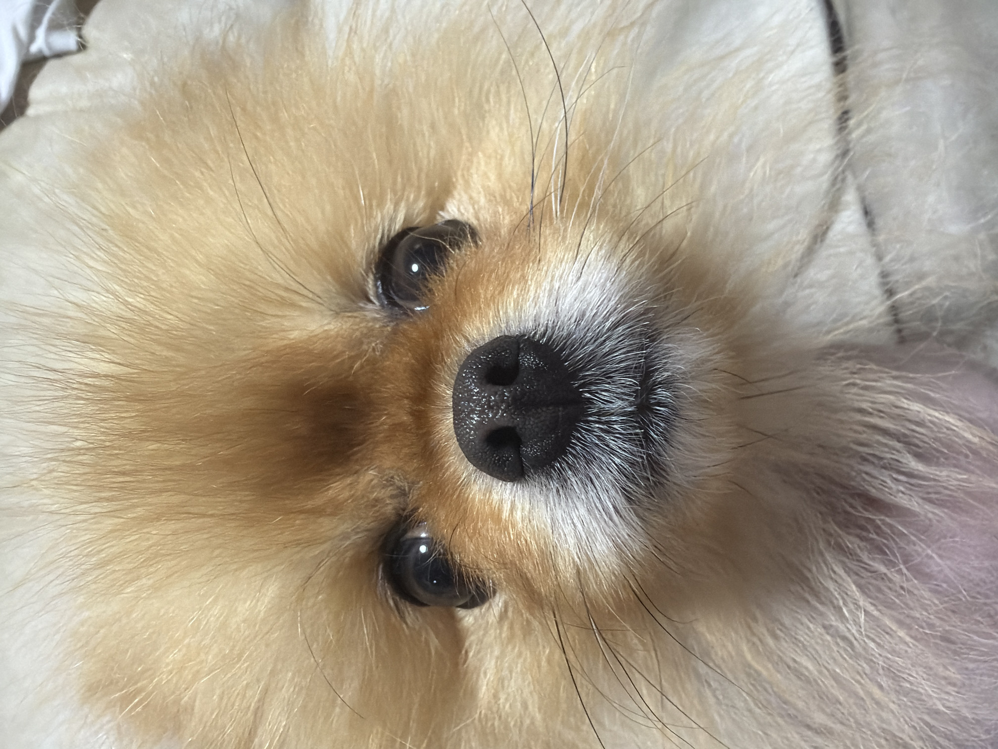 Casual photos capture Pomeranian, decorative items, urban street scene
